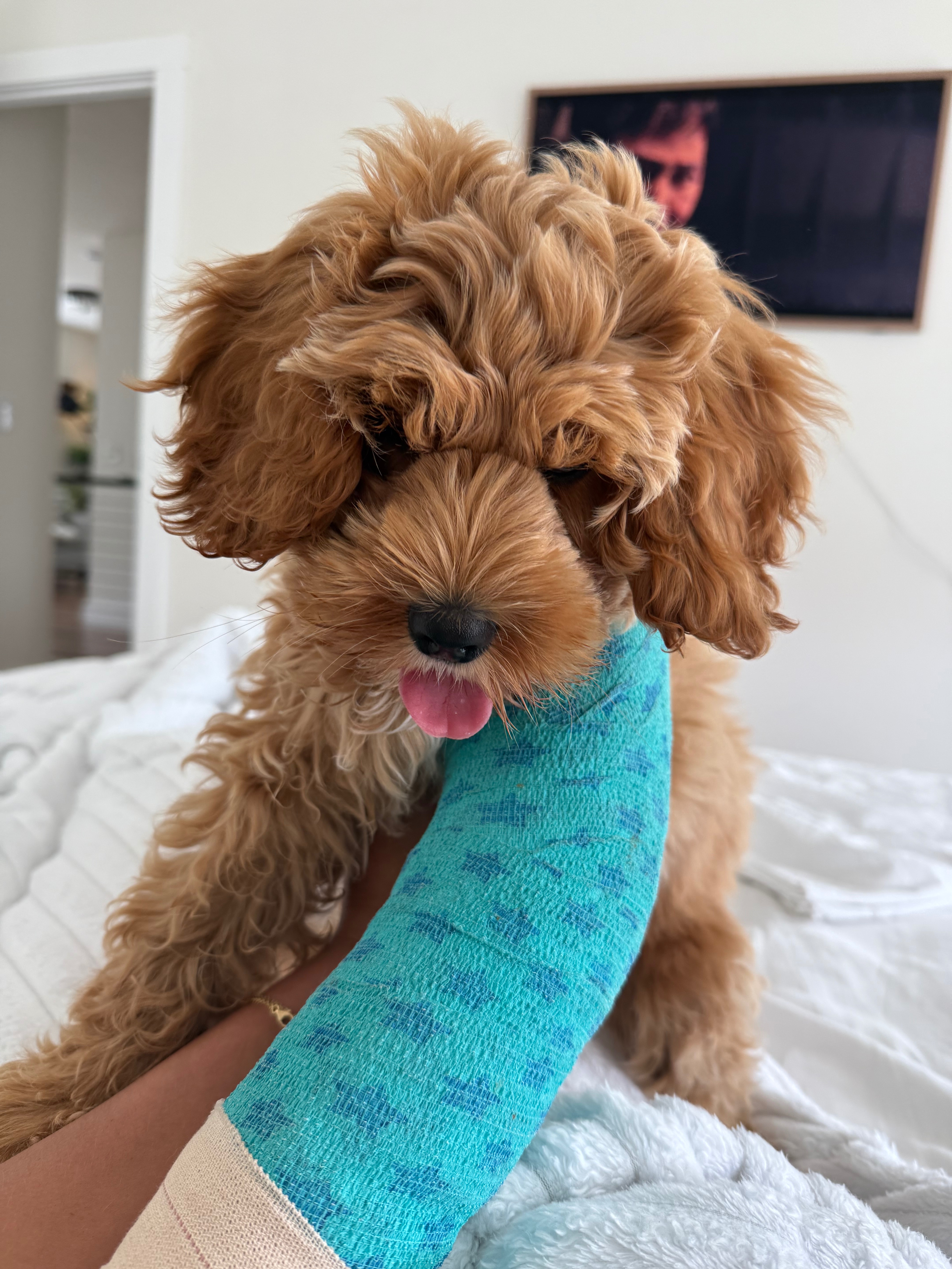 Help Bella Heal: Urgent Surgery Needed campaign photo, 4 of 6