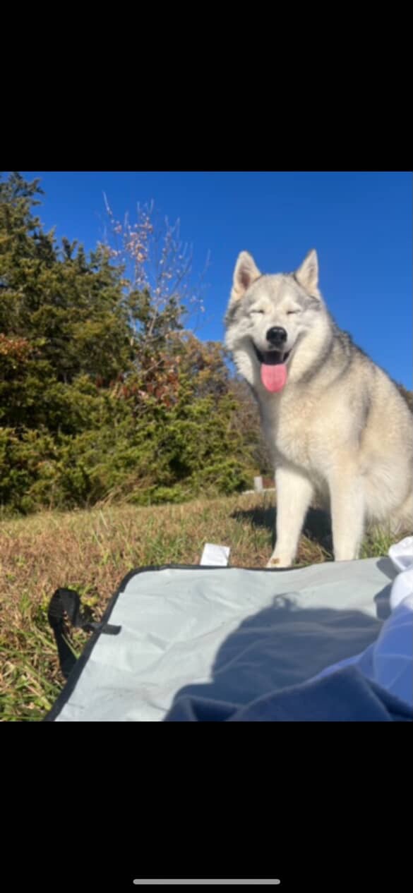 Support Odin's Urgent Surgery Needs campaign photo, 2 of 4
