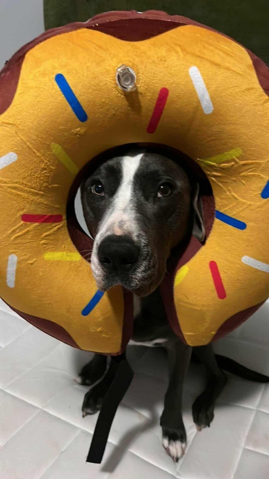 Save Nova: A Family's Plea for Help campaign photo, 2 of 8