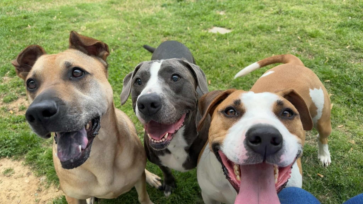 Save Nova: A Family's Plea for Help campaign photo, 5 of 8