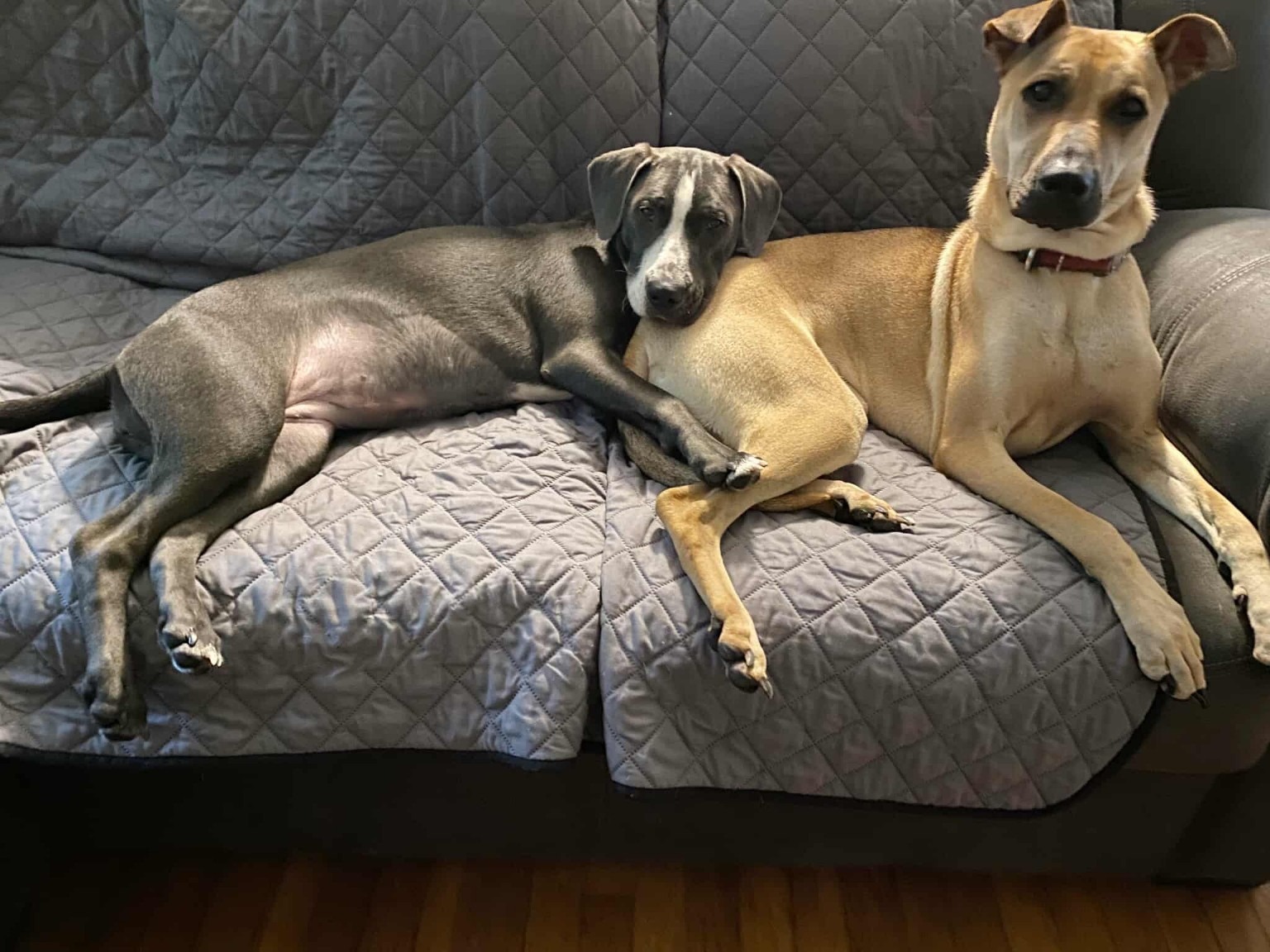 Save Nova: A Family's Plea for Help campaign photo, 6 of 8