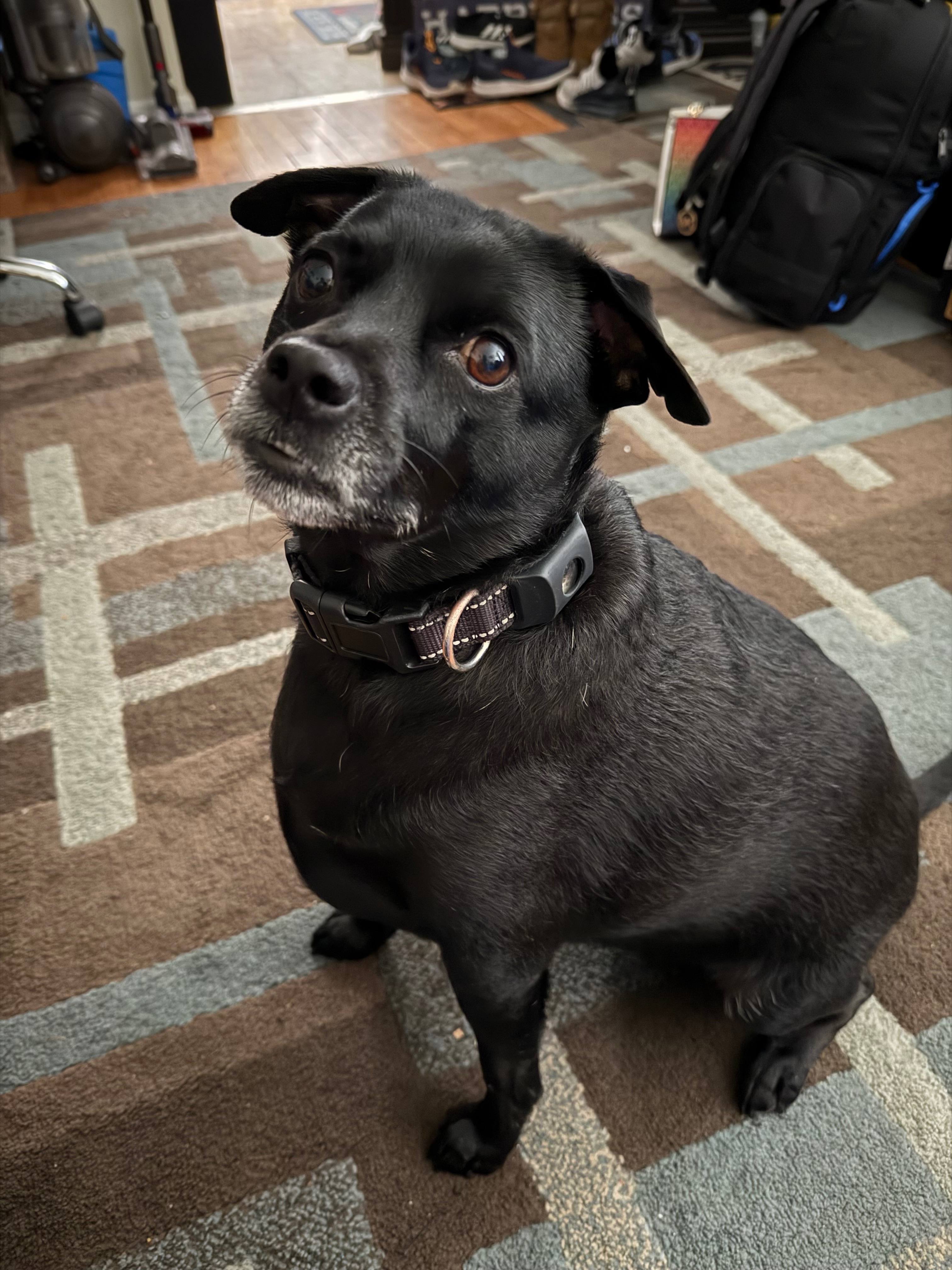 Donate to Save Drax's Life campaign photo, 6 of 7