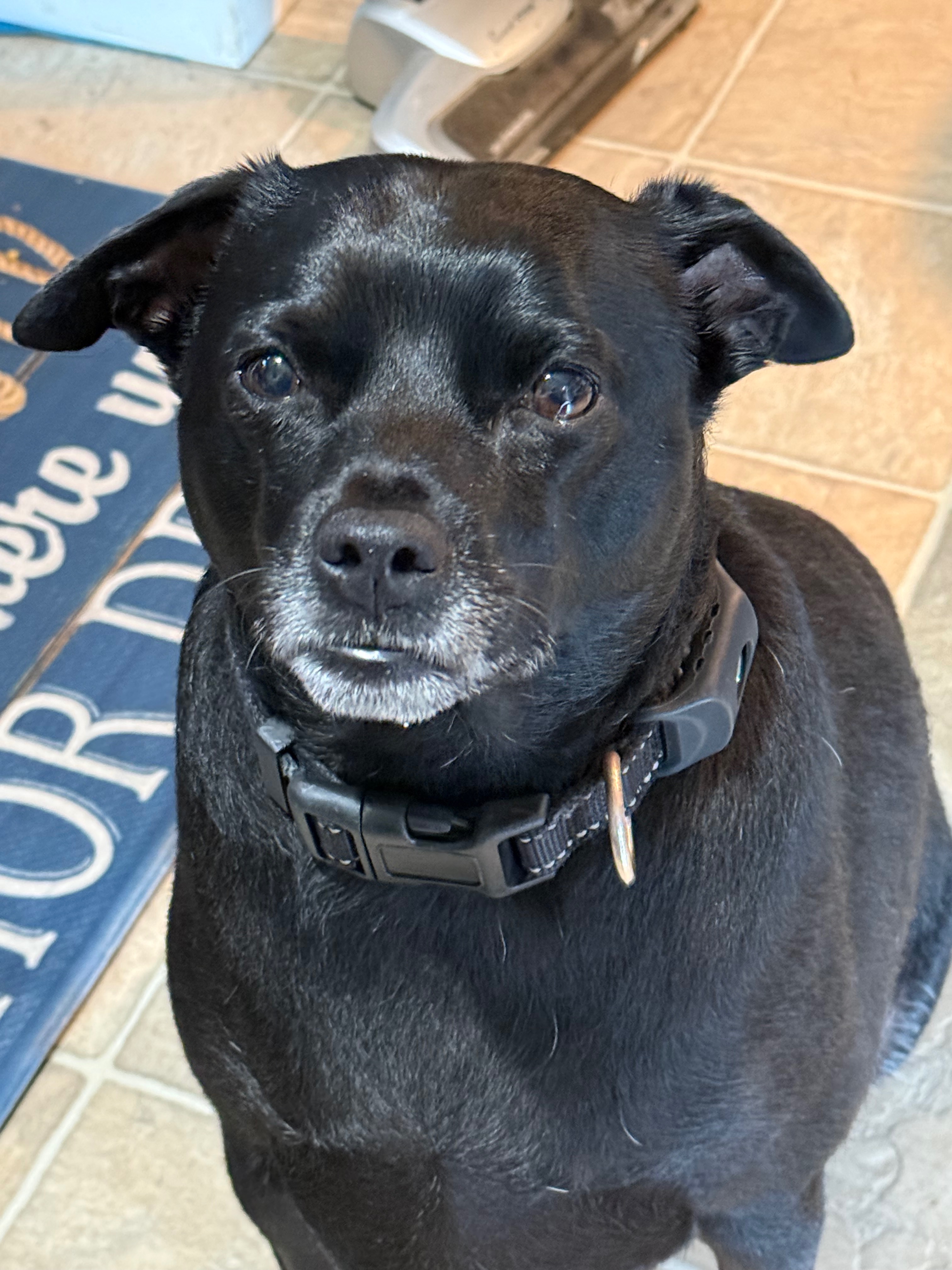 Donate to Save Drax's Life campaign photo, 2 of 7