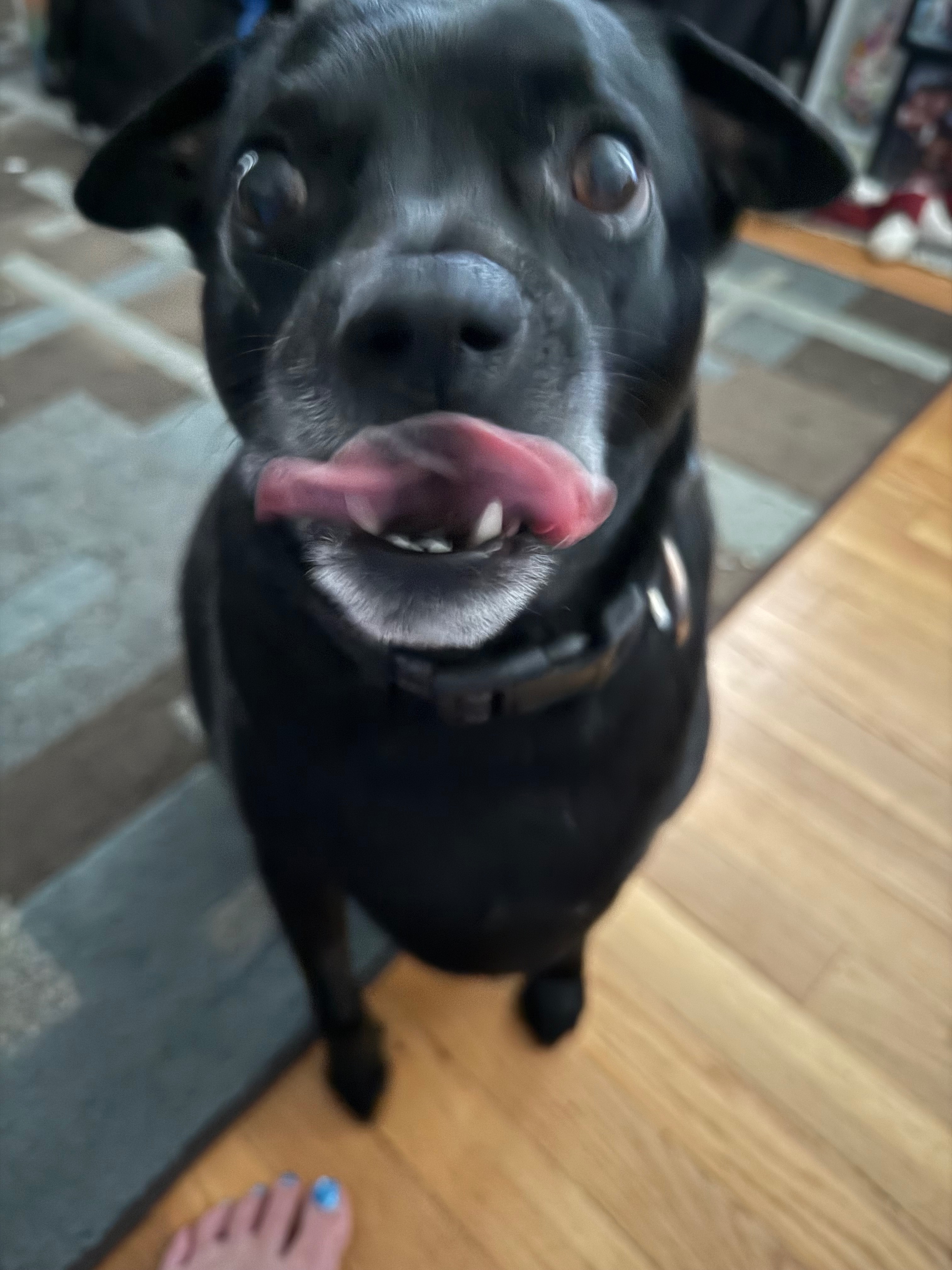 Donate to Save Drax's Life campaign photo, 4 of 7