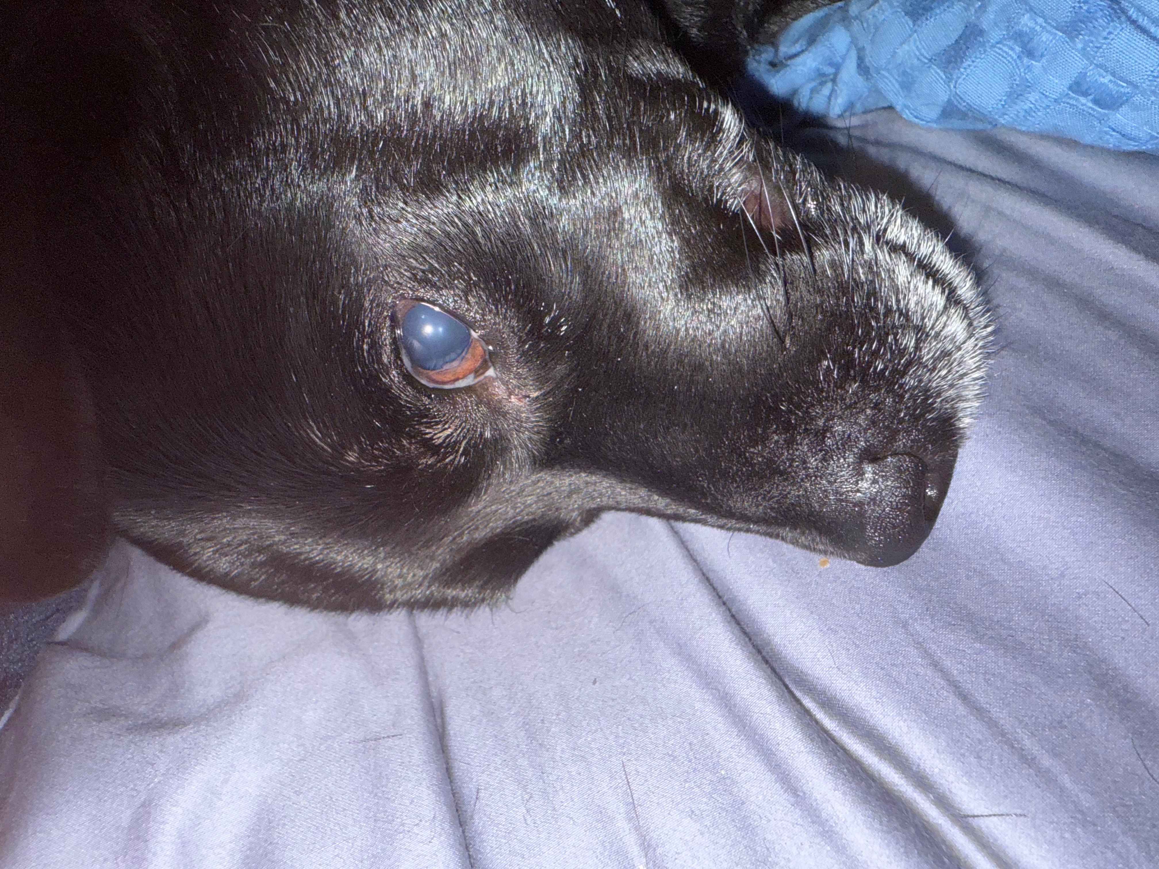 Donate to Save Drax's Life campaign photo, 5 of 7