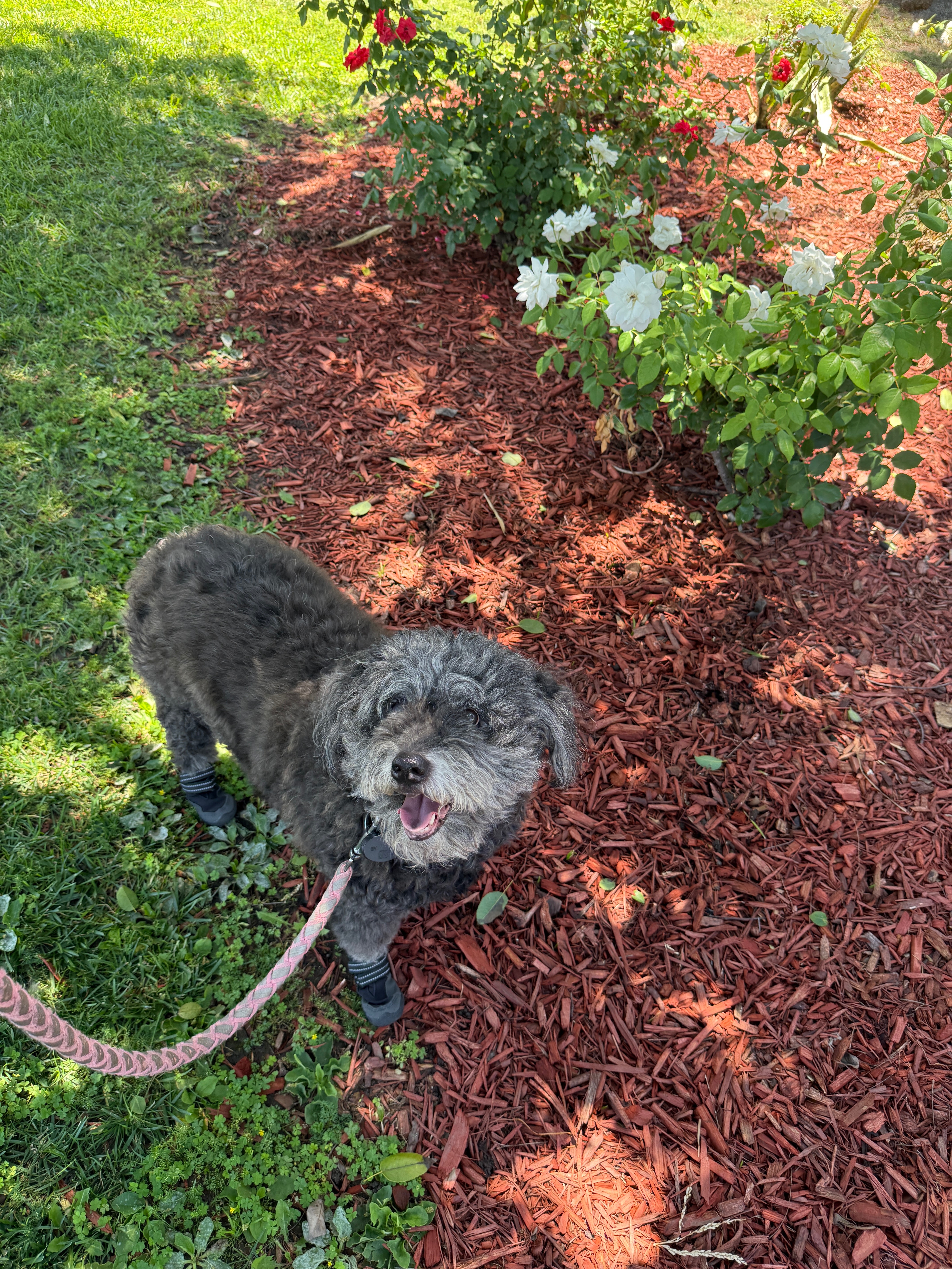 Help Coco Overcome Her Medical Challenges campaign photo, 7 of 8
