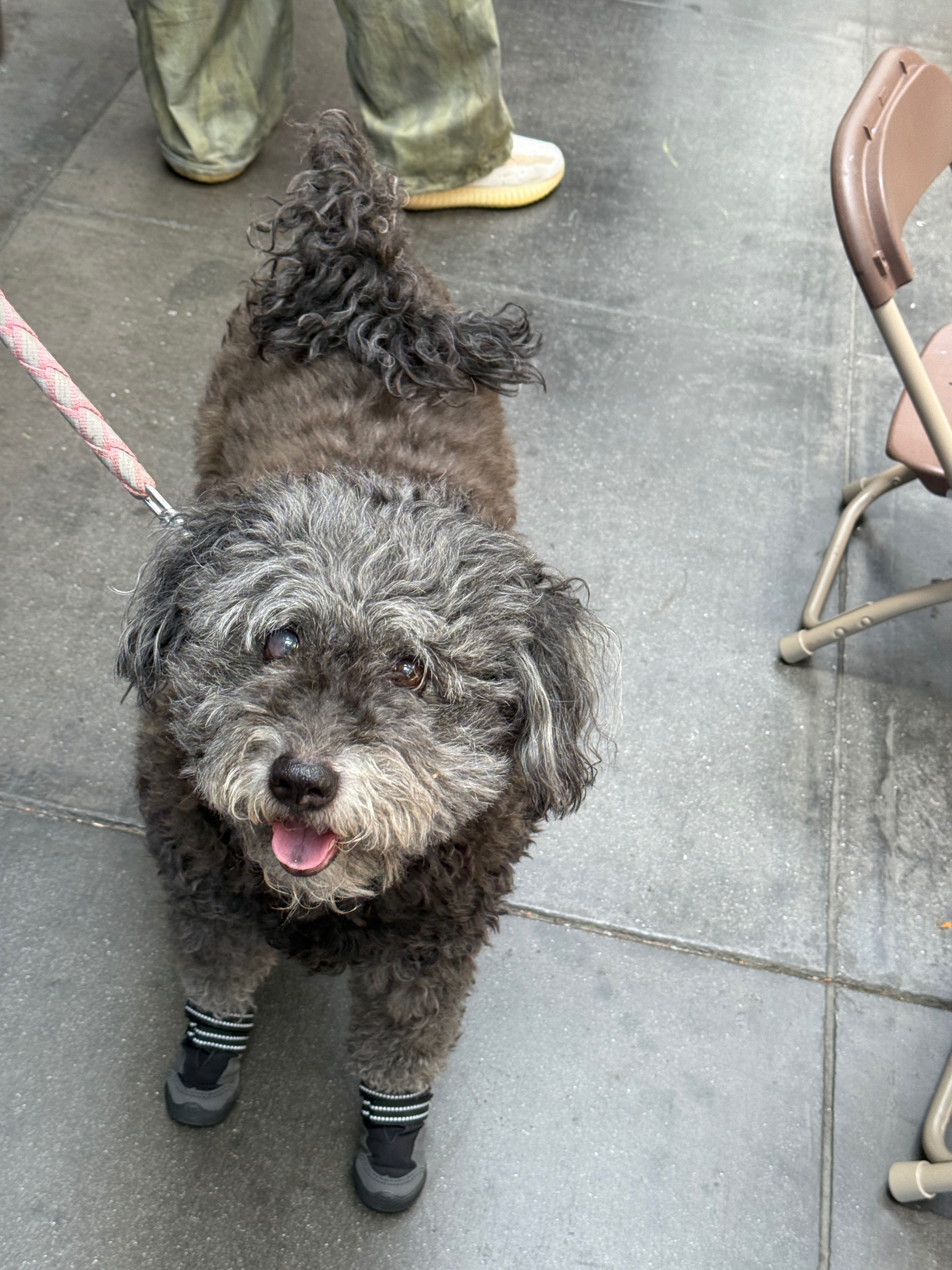 Help Coco Overcome Her Medical Challenges campaign photo, 2 of 8