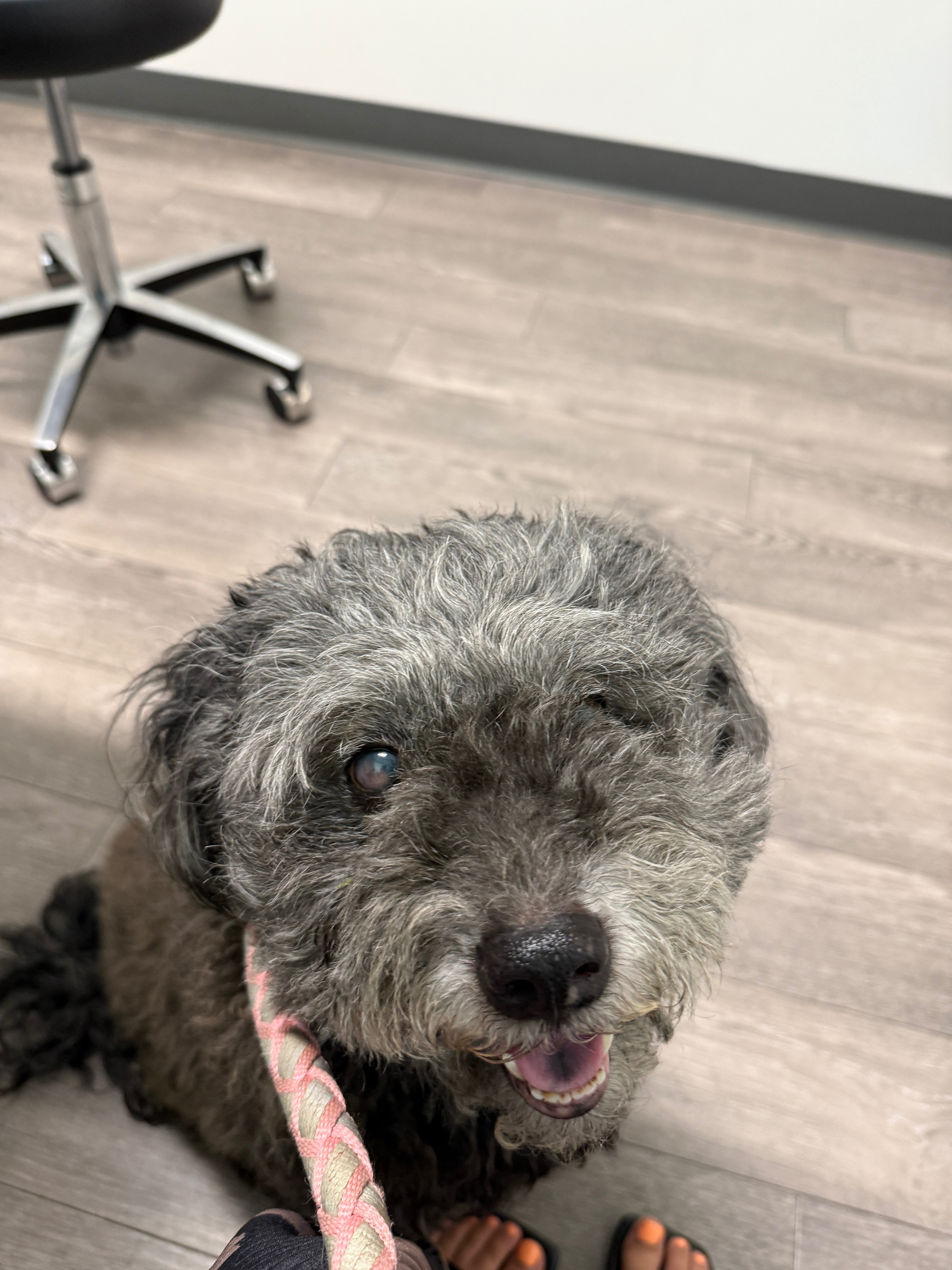 Help Coco Overcome Her Medical Challenges campaign photo, 5 of 8