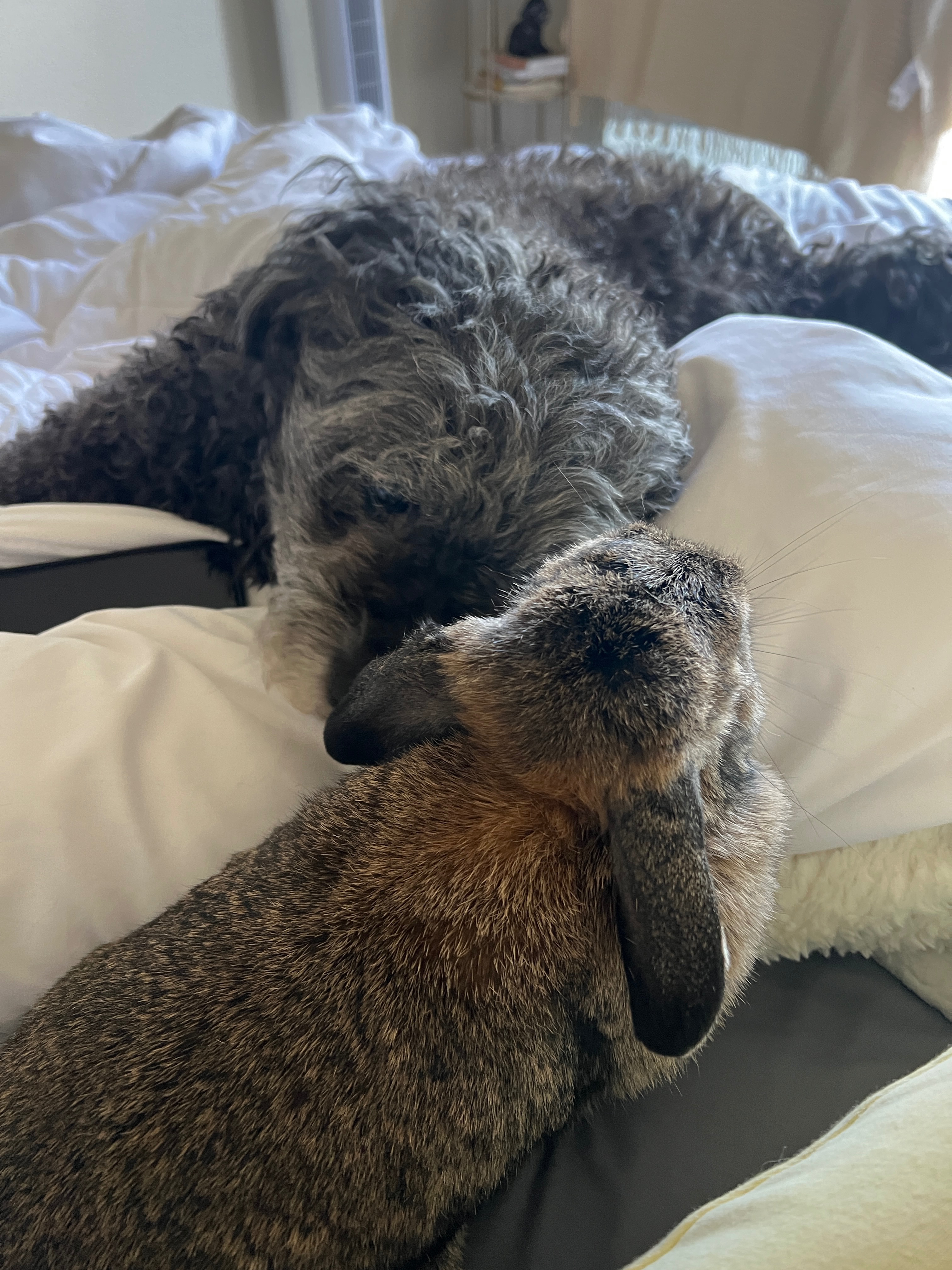Help Coco Overcome Her Medical Challenges campaign photo, 6 of 8