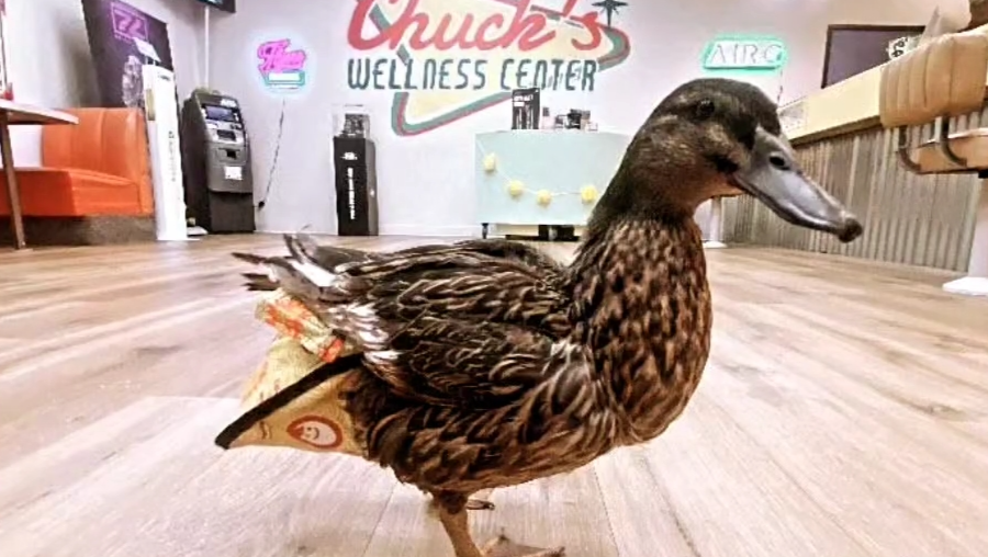 Help Quacklene the Duck Breathe Easy Again 