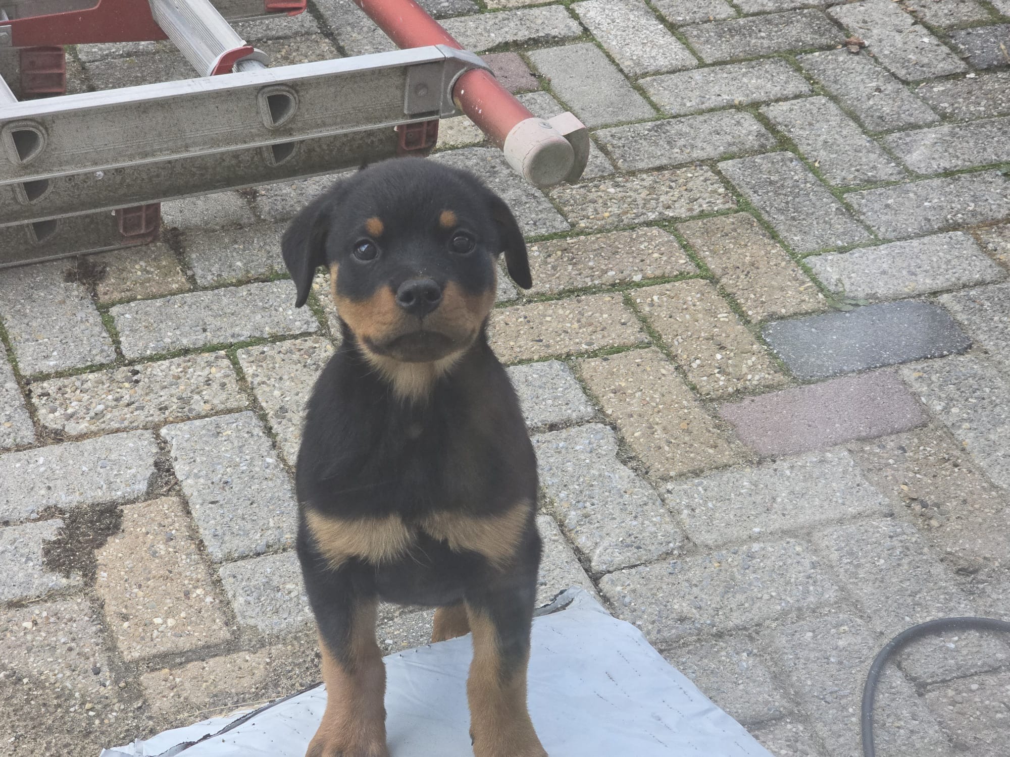 Mijn hoorapparaat is door mijn pup Emma kapot gebeten campaign photo, 2 of 5