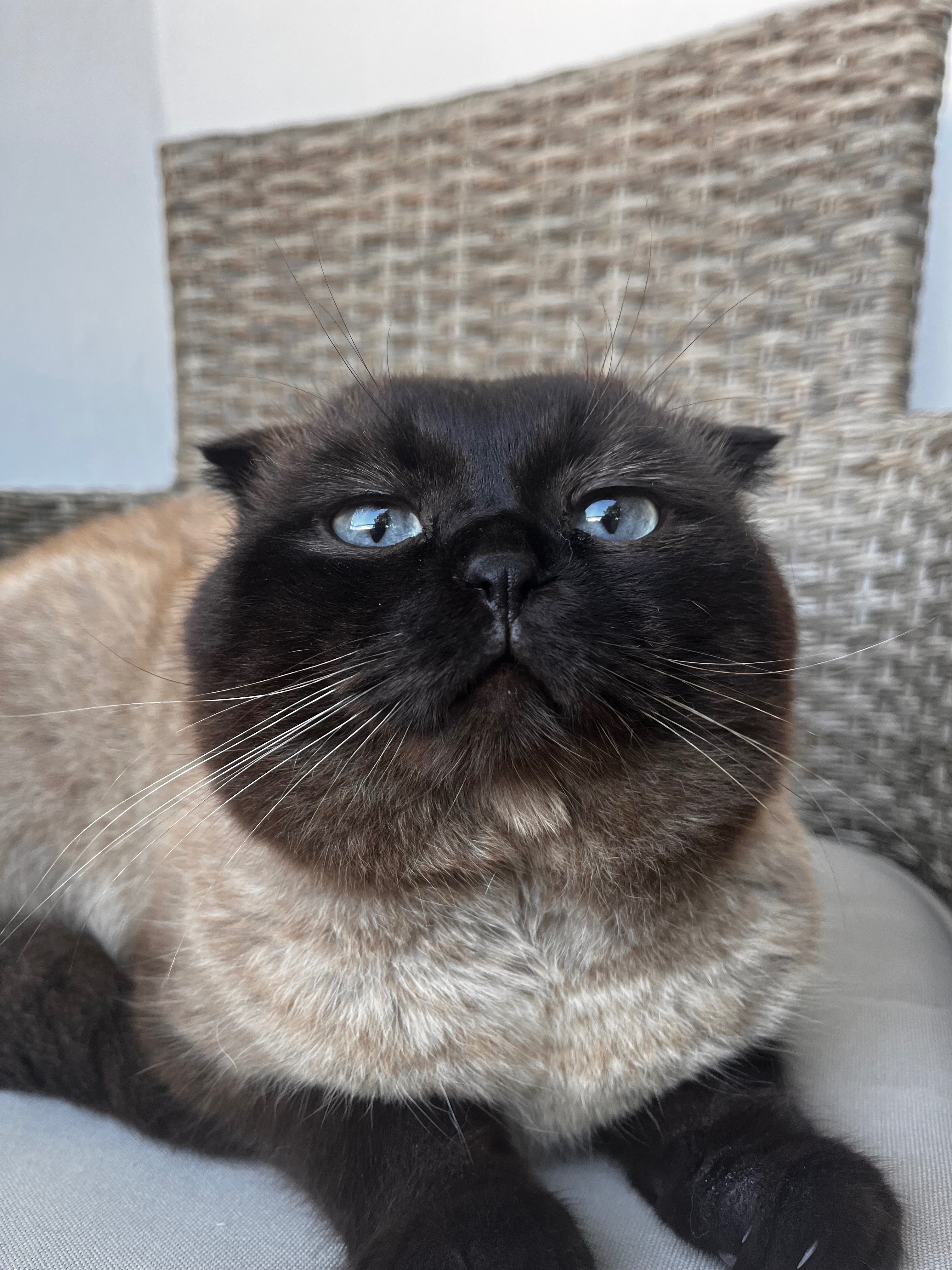 Please Help us save our beloved Pamuk! ❤️ campaign photo, 8 of 9