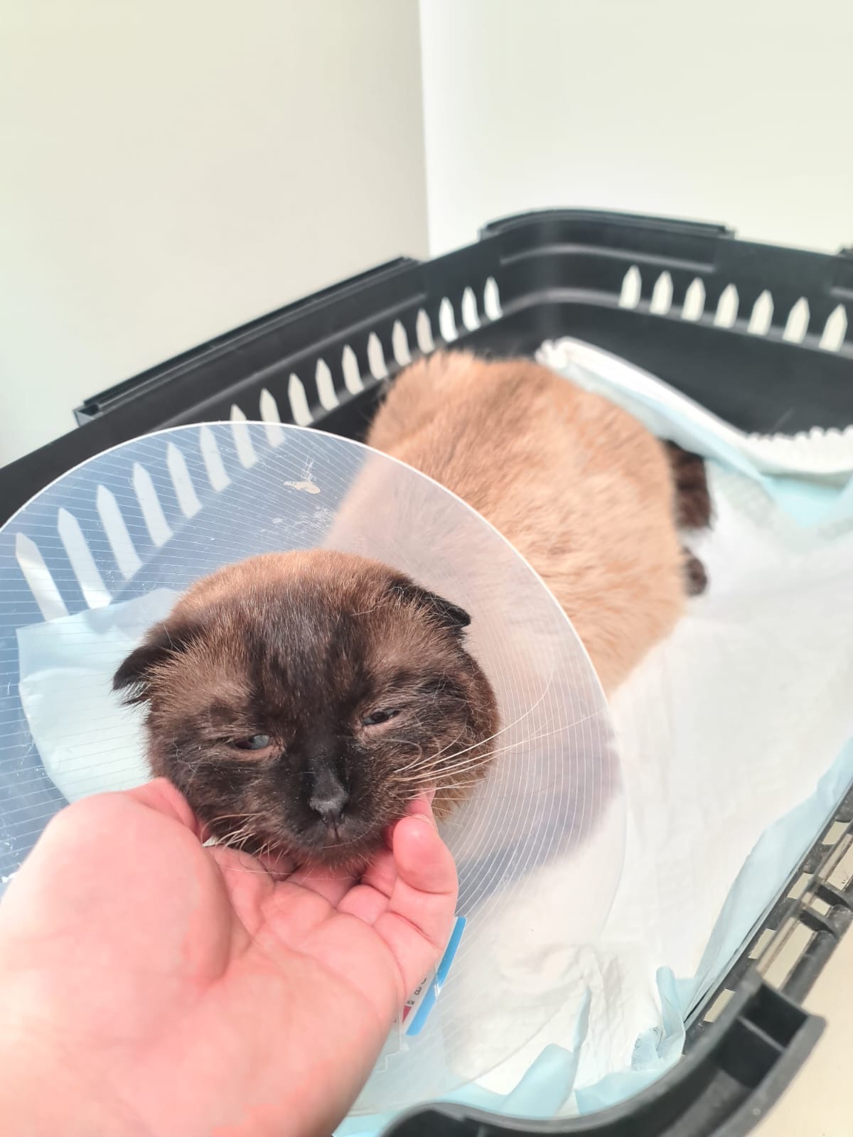 Please Help us save our beloved Pamuk! ❤️ campaign photo, 7 of 9