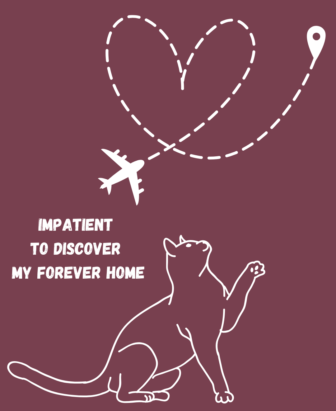 Help Needed – Every plane ticket saves cats campaign photo, 4 of 5