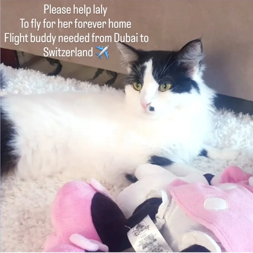Help Needed – Every plane ticket saves cats campaign photo, 2 of 5