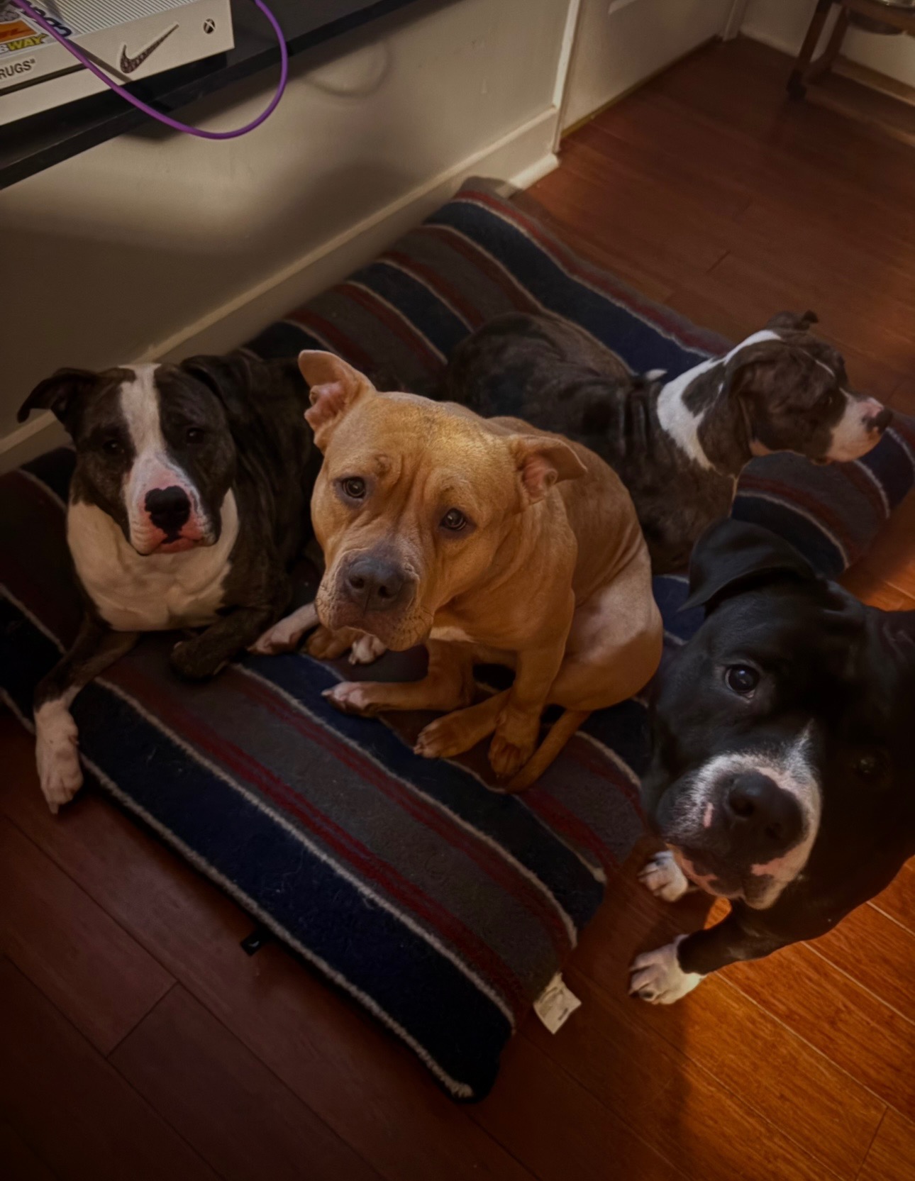 Support After Hit-and-Run and Loss of His Beloved Dog campaign photo, 2 of 8