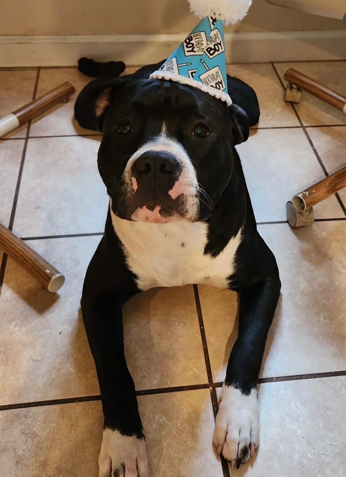 Support After Hit-and-Run and Loss of His Beloved Dog campaign photo, 4 of 8