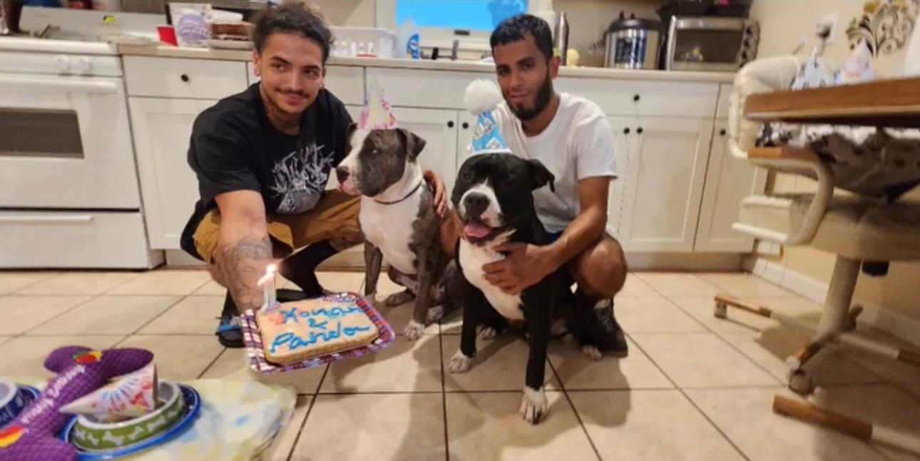 Support After Hit-and-Run and Loss of His Beloved Dog campaign photo, 6 of 8