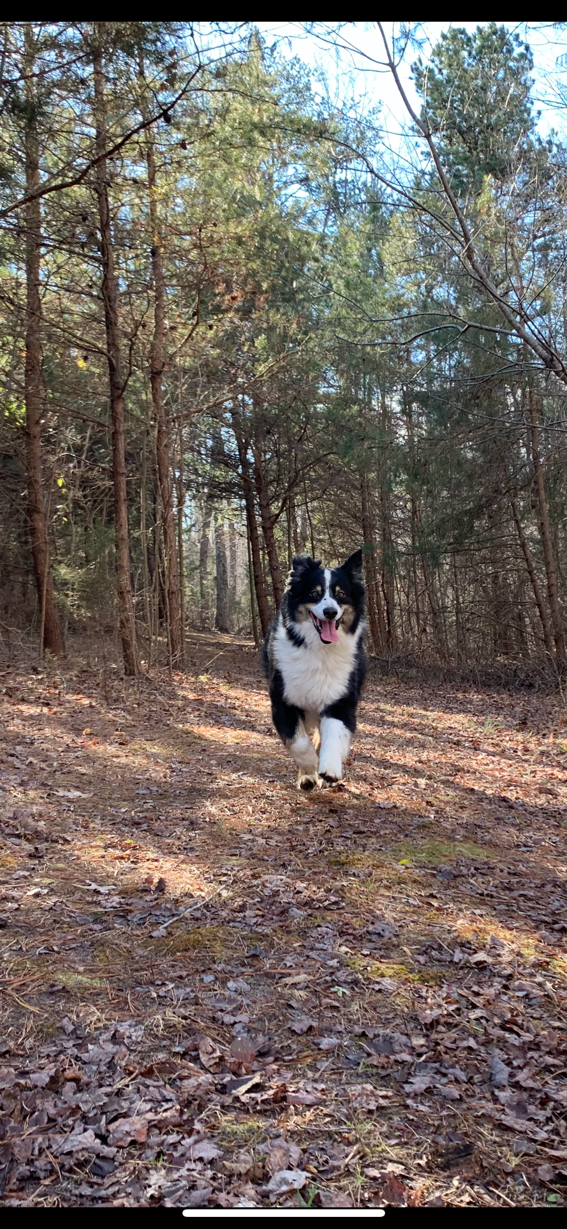 Running for Ruger: Donate to Help Pets in Need campaign photo, 7 of 7