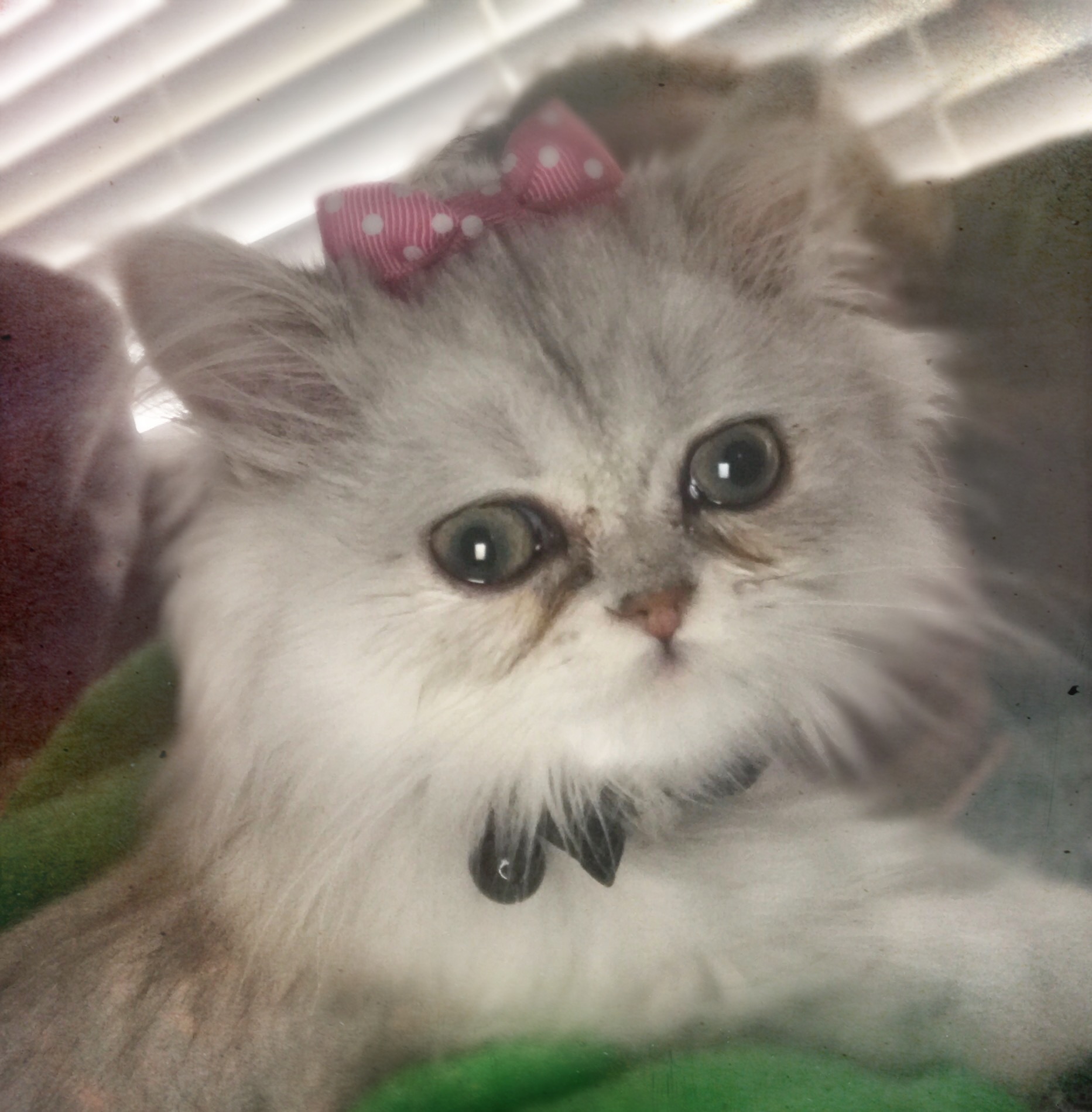 Help Dove's Surgery: Sweet Girl in Need campaign photo, 2 of 8