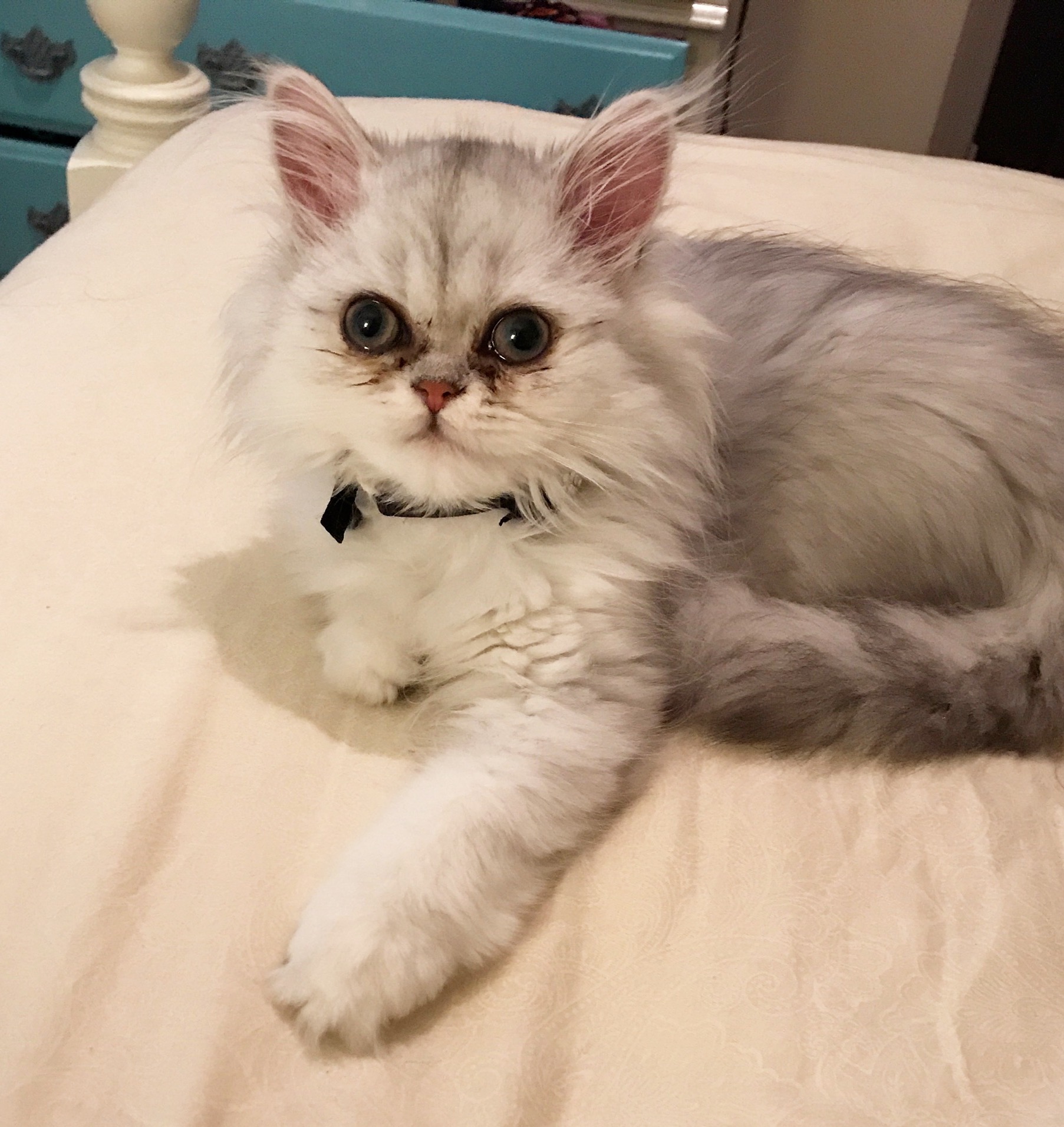 Help Dove's Surgery: Sweet Girl in Need campaign photo, 4 of 8
