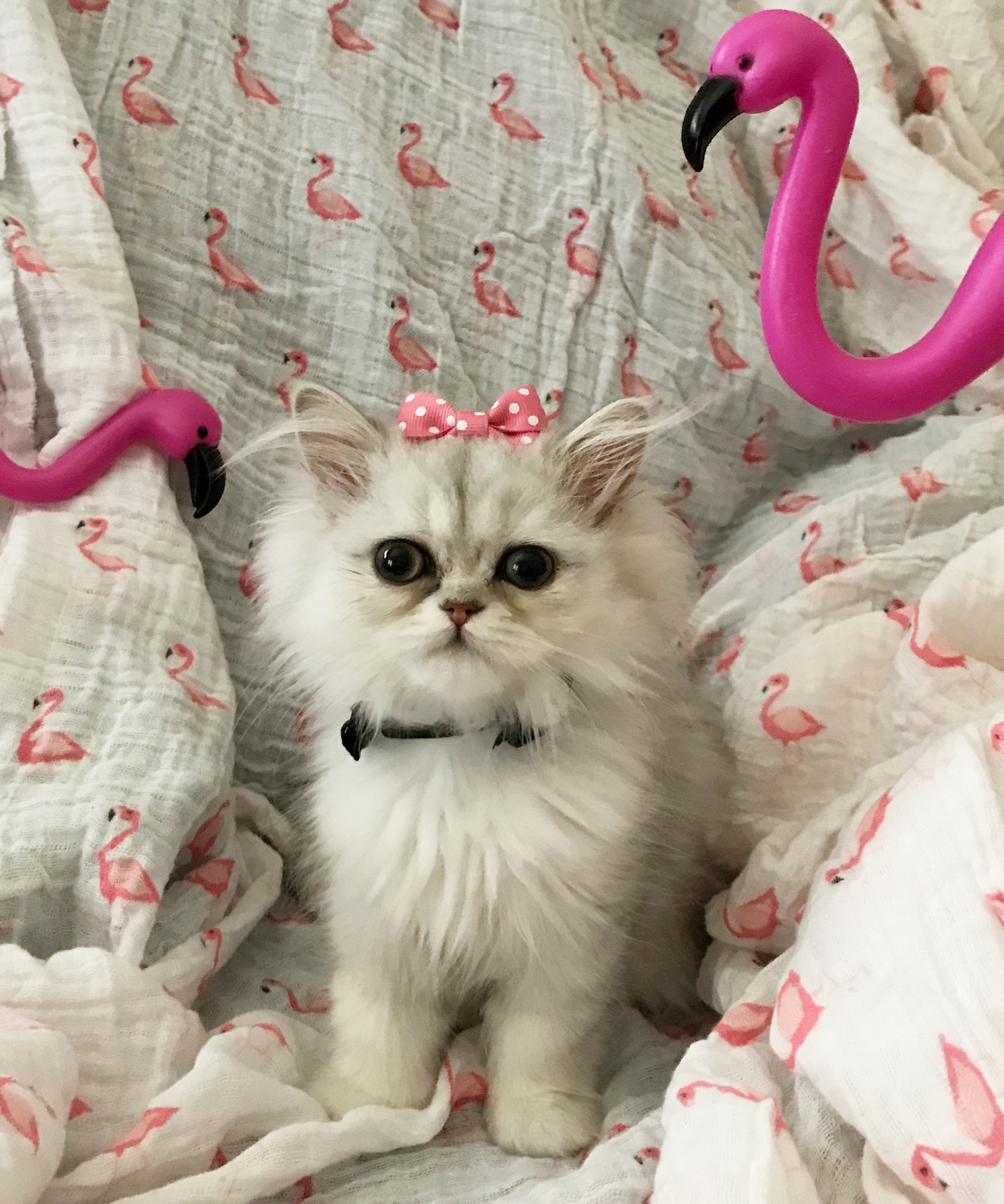 Help Dove's Surgery: Sweet Girl in Need campaign photo, 5 of 8