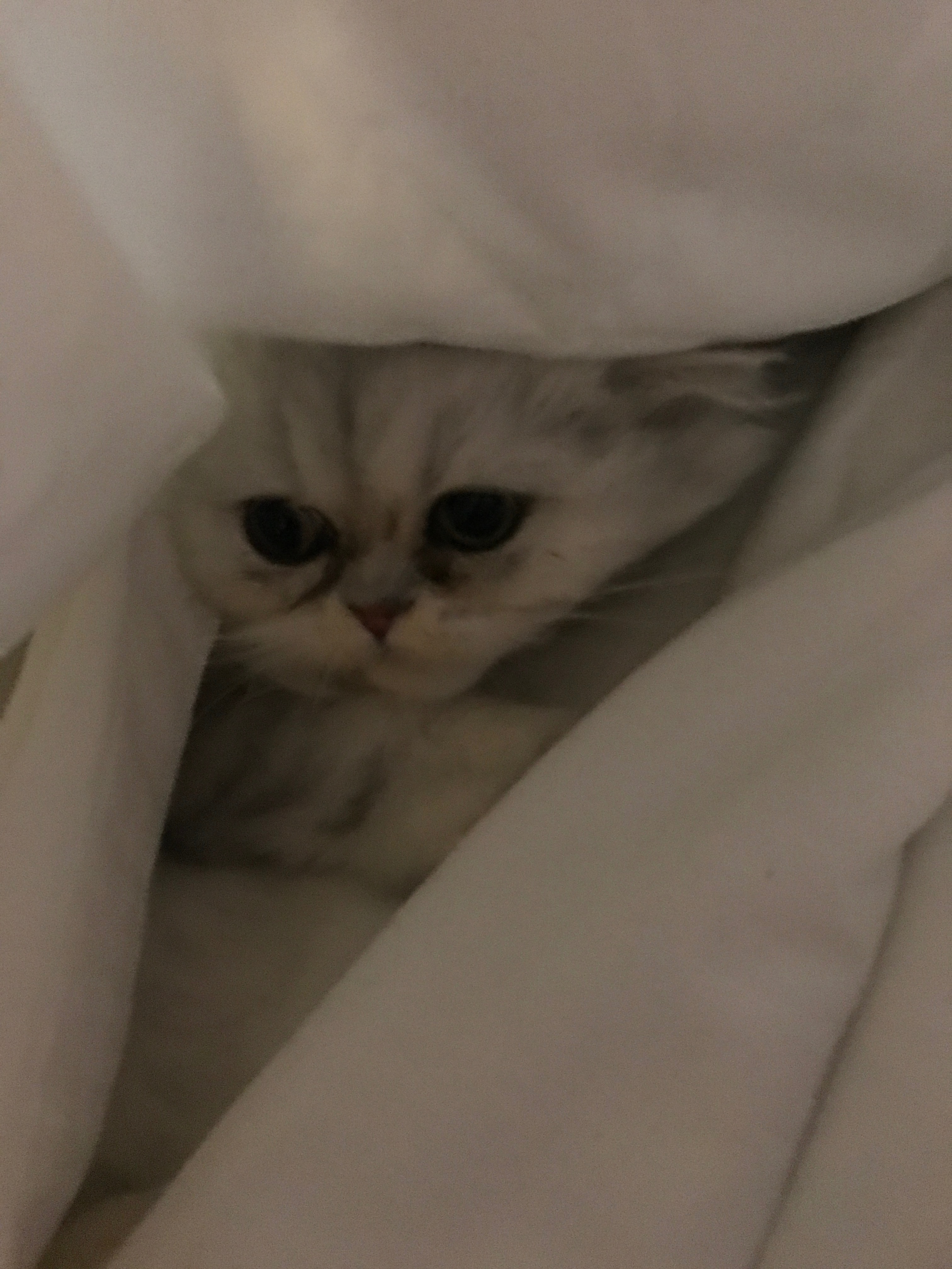 Help Dove's Surgery: Sweet Girl in Need campaign photo, 6 of 8