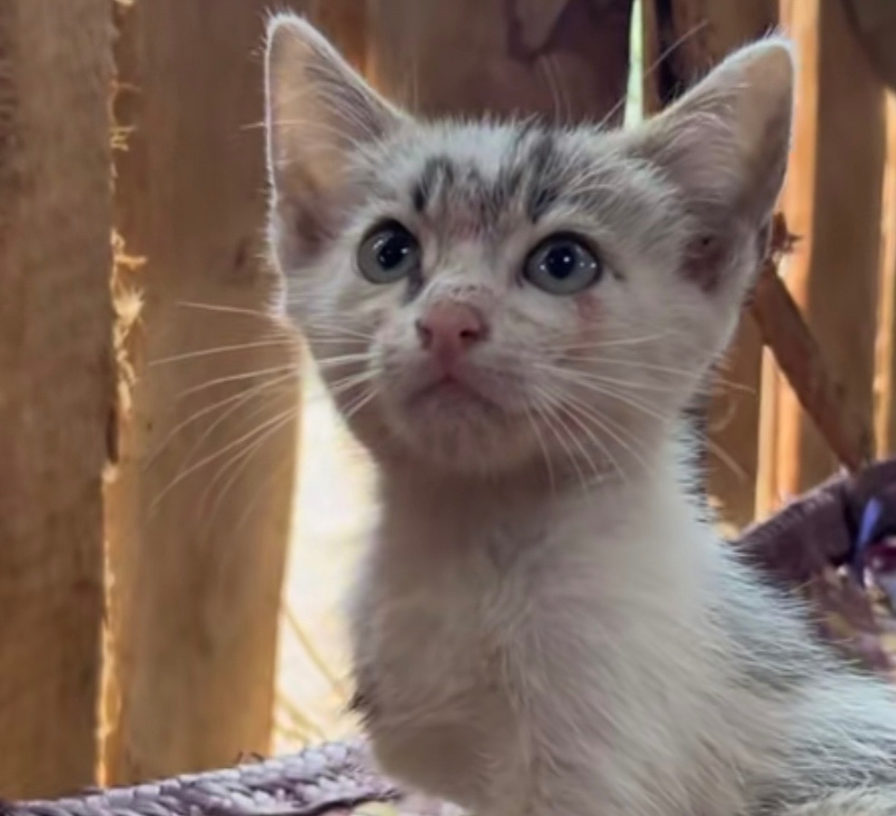 HELP JOSEPH CARE FOR STRAYS campaign photo, 2 of 4