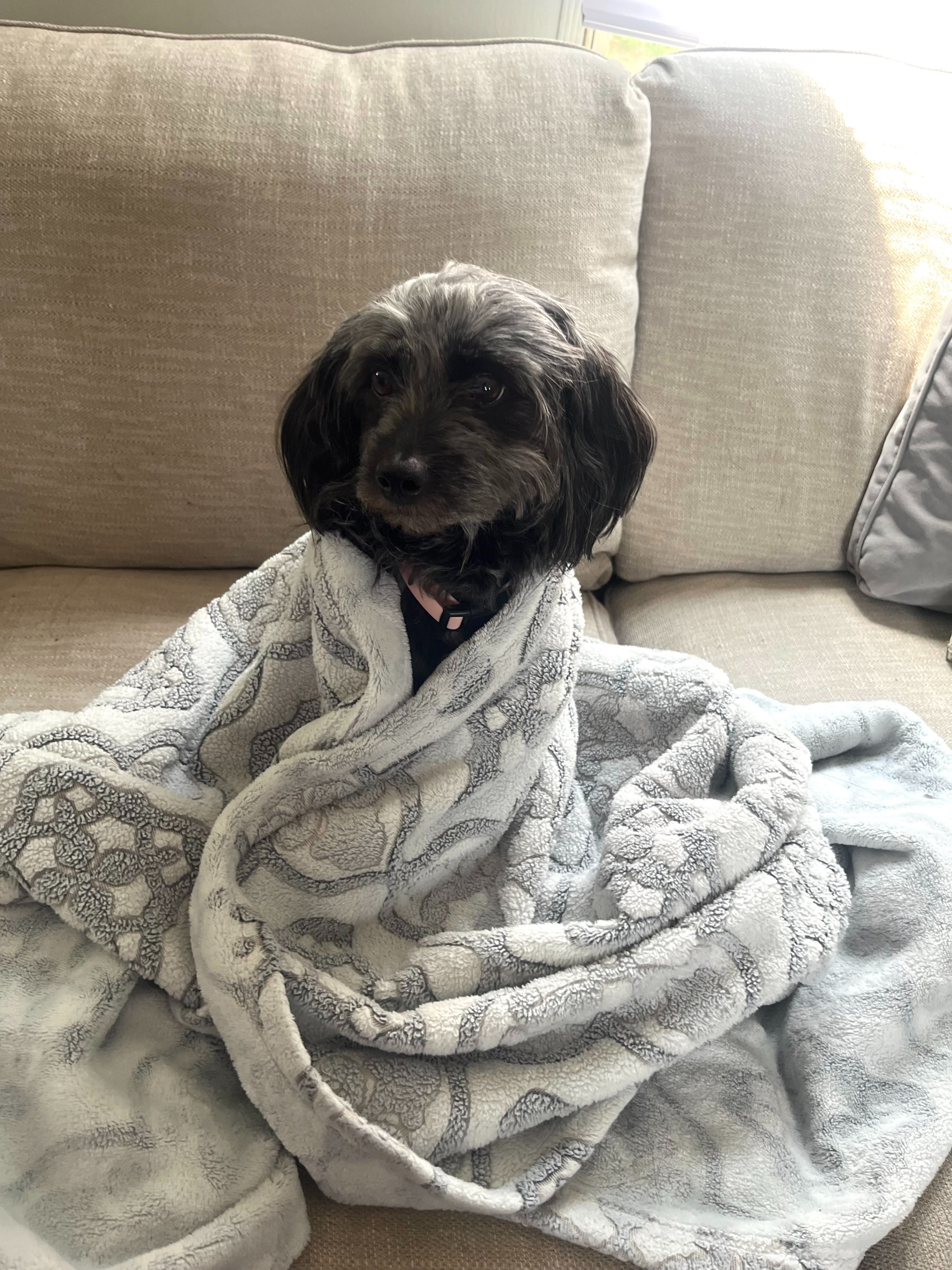Help Save Luna : Our Family Dog Needs Urgent Surgery campaign photo, 4 of 5