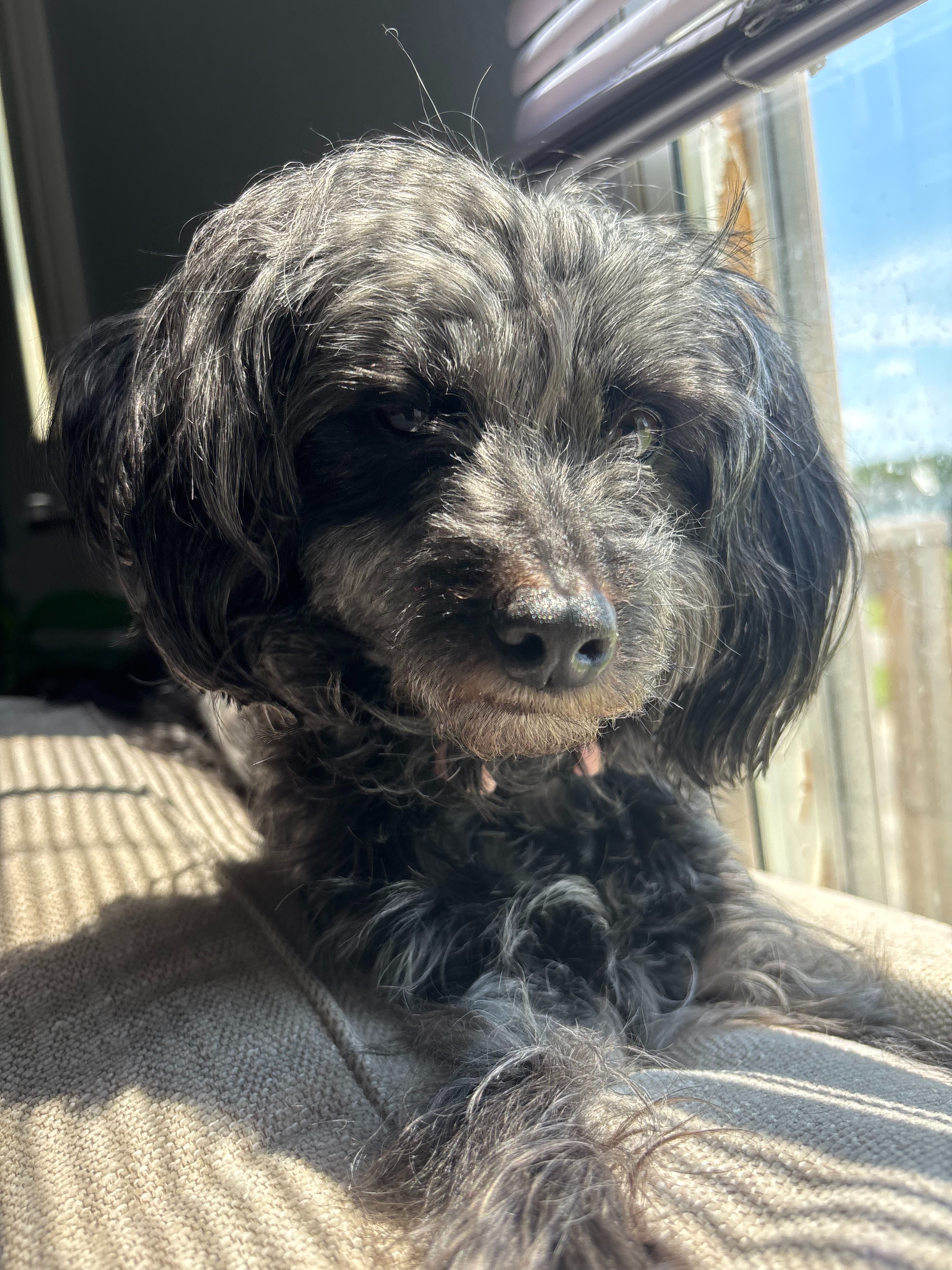 Help Save Luna : Our Family Dog Needs Urgent Surgery campaign photo, 2 of 5