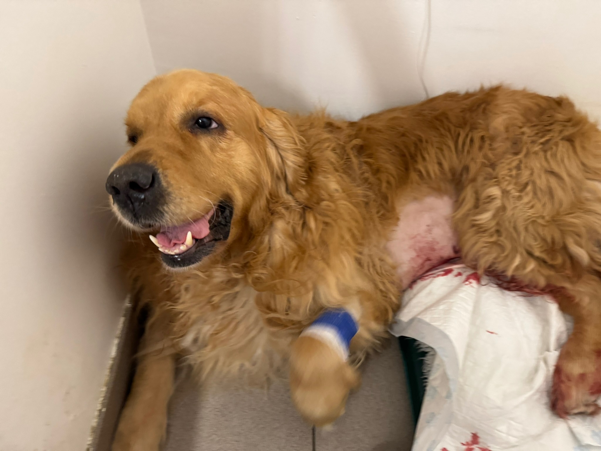 Help with Leo’s Life Saving Surgeries campaign photo, 7 of 8