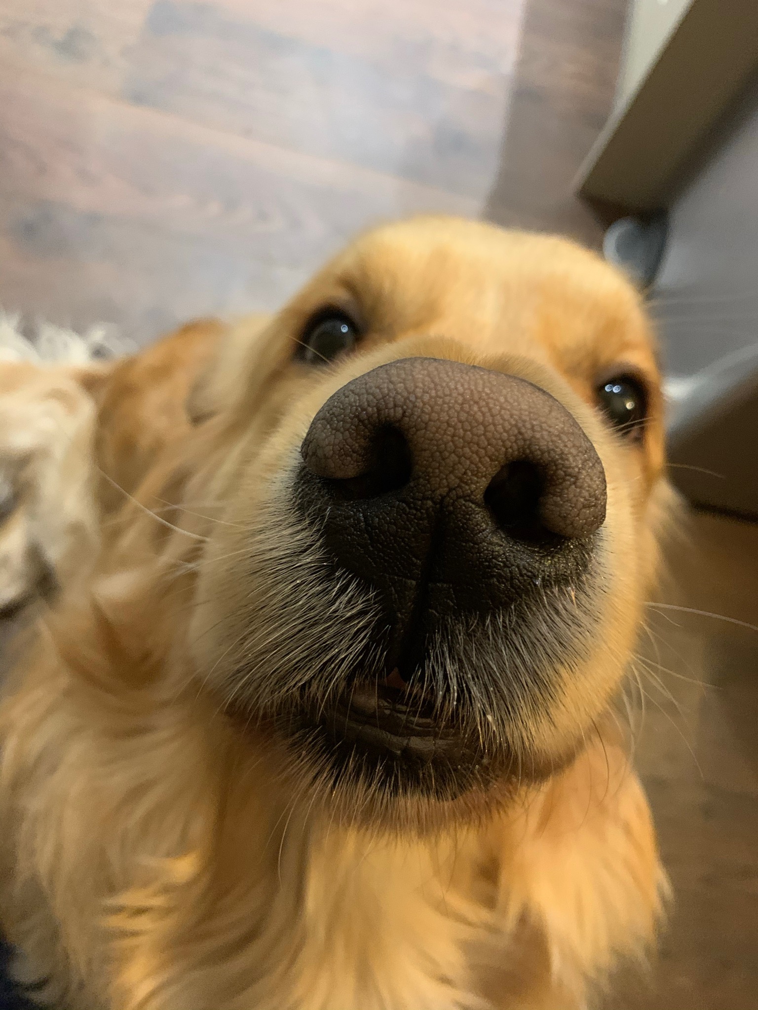 Help with Leo’s Life Saving Surgeries campaign photo, 2 of 8