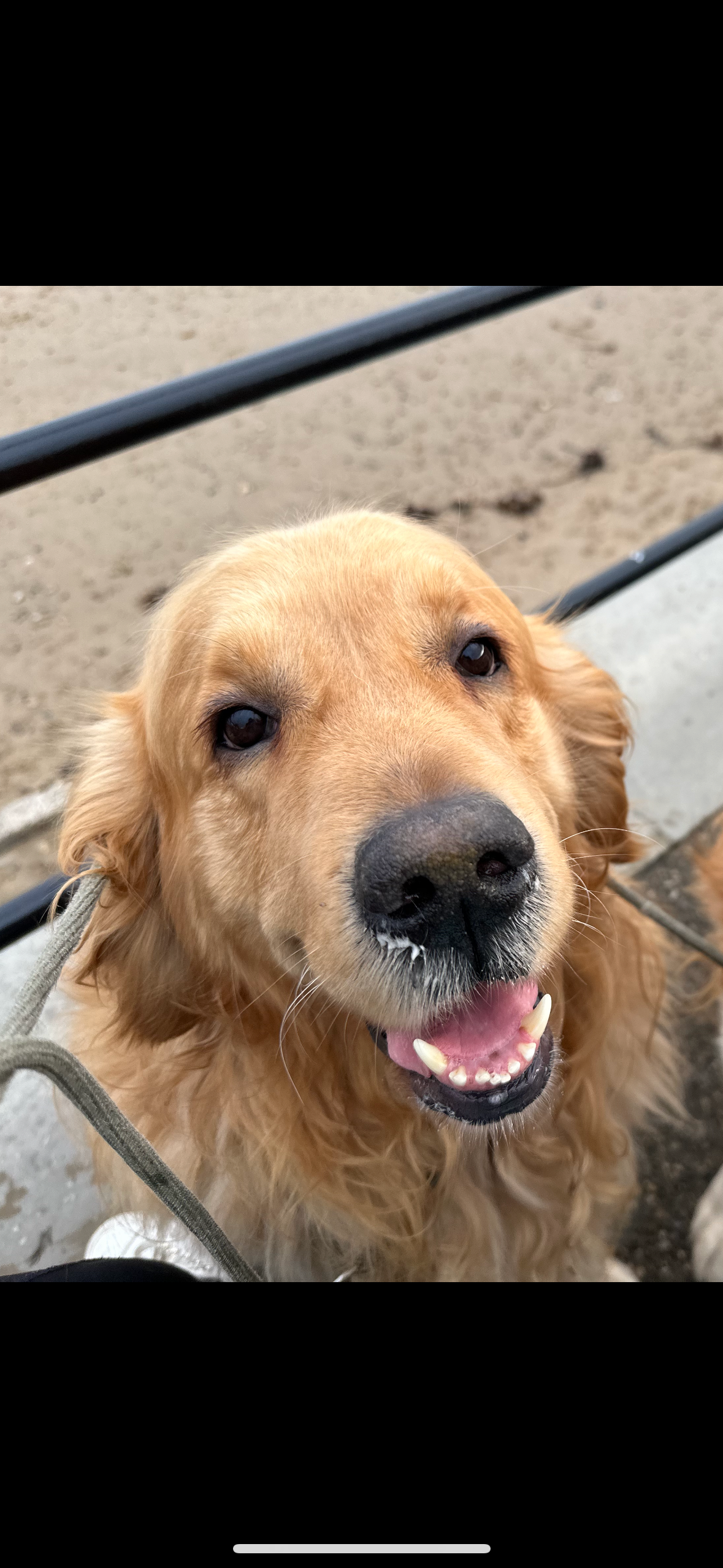 Help with Leo’s Life Saving Surgeries campaign photo, 6 of 8