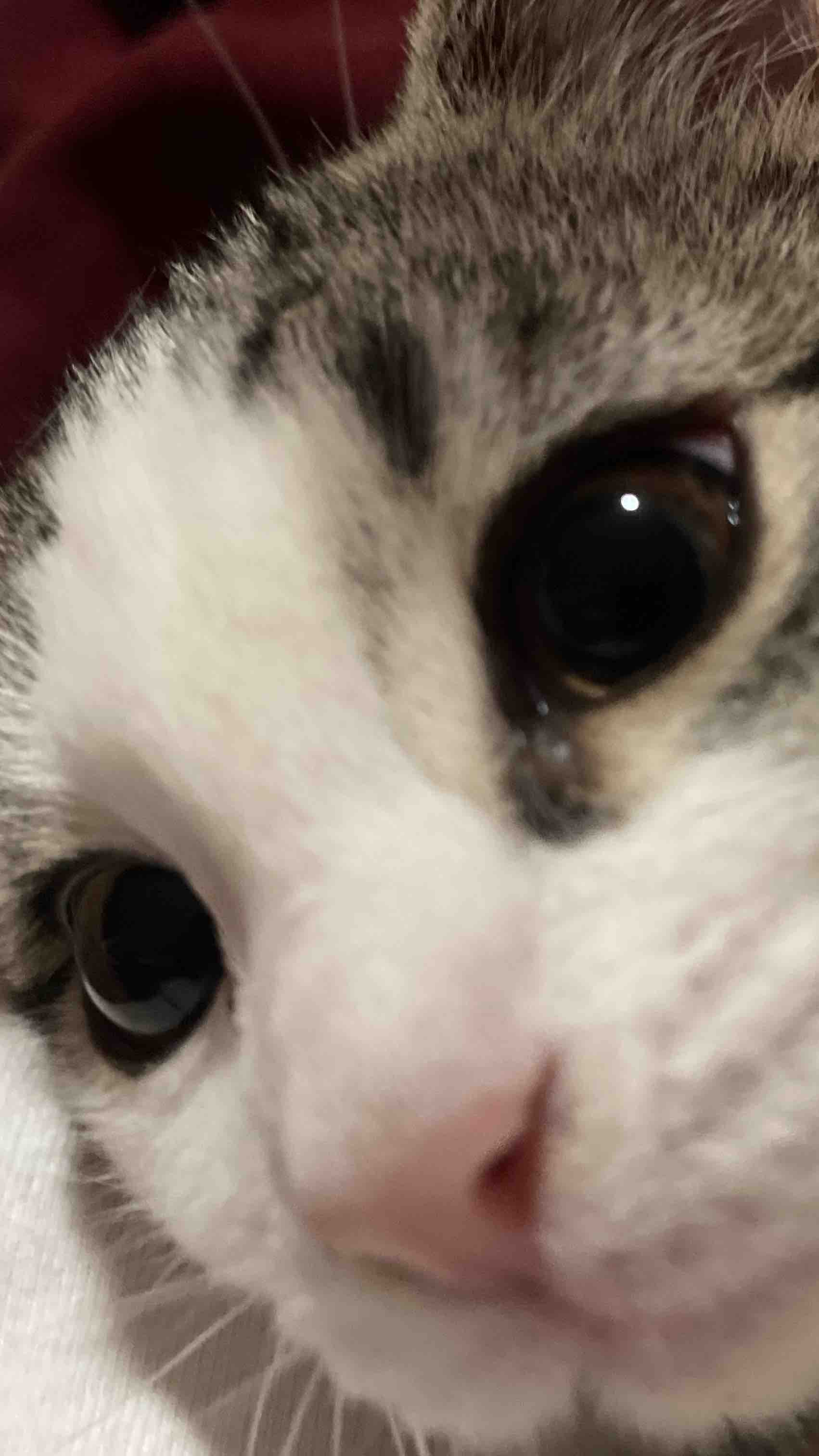 Picture of Fundraiser by Owen Burkett : Help Maisie Fight Feline Leukemia