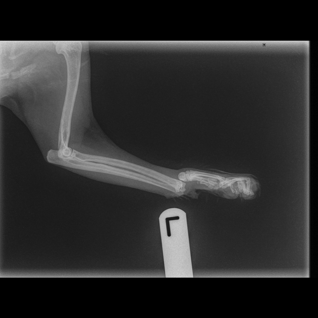 Help Ophelia surgery for both broken legs campaign photo, 7 of 8