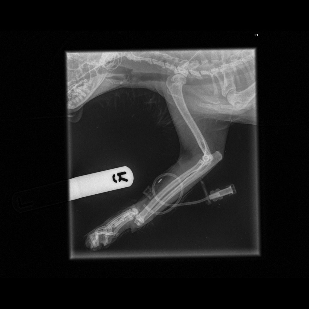 Help Ophelia surgery for both broken legs campaign photo, 2 of 8