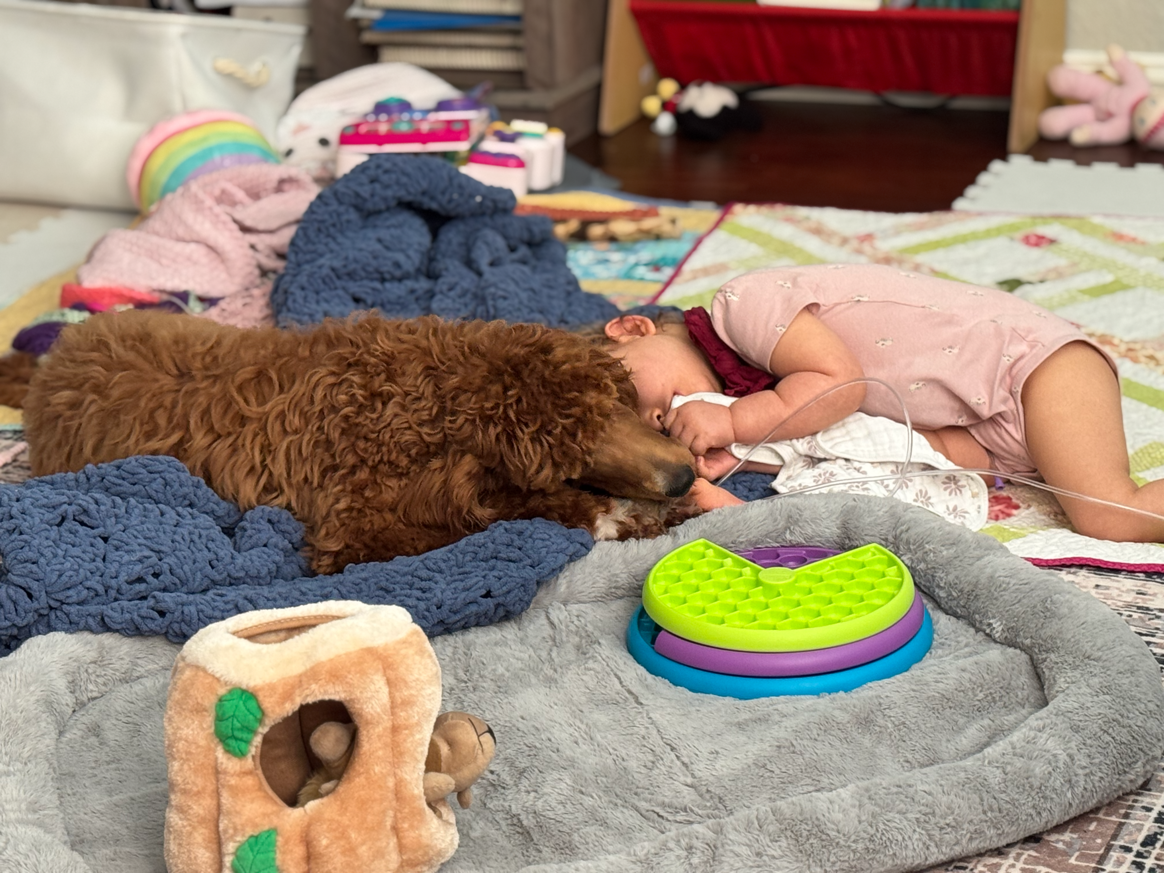 Paigey's Helper - Apnea & Seizure Alert Dog Fundraiser campaign photo, 2 of 6