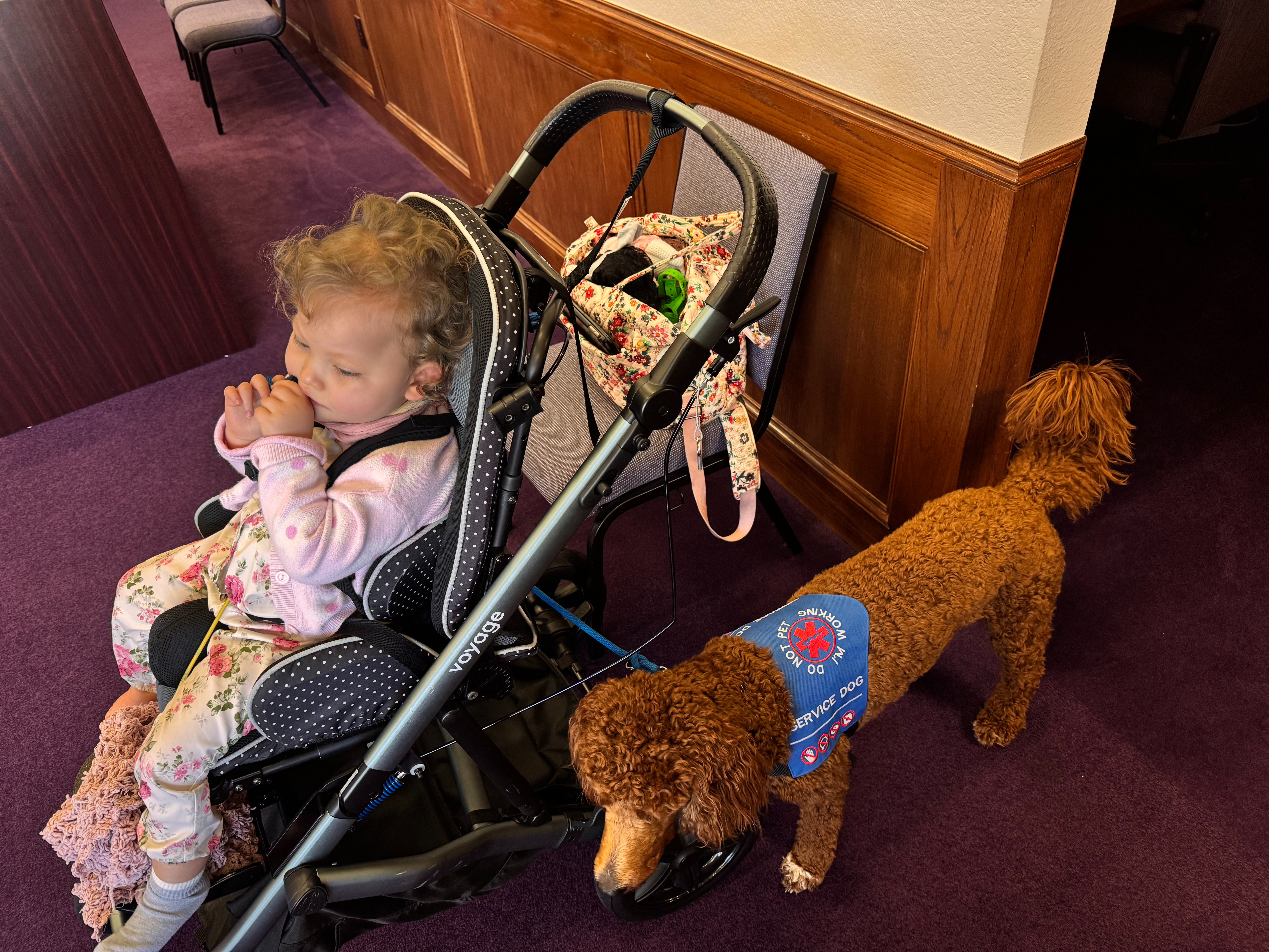 Paigey's Helper - Apnea & Seizure Alert Dog Fundraiser campaign photo, 4 of 6