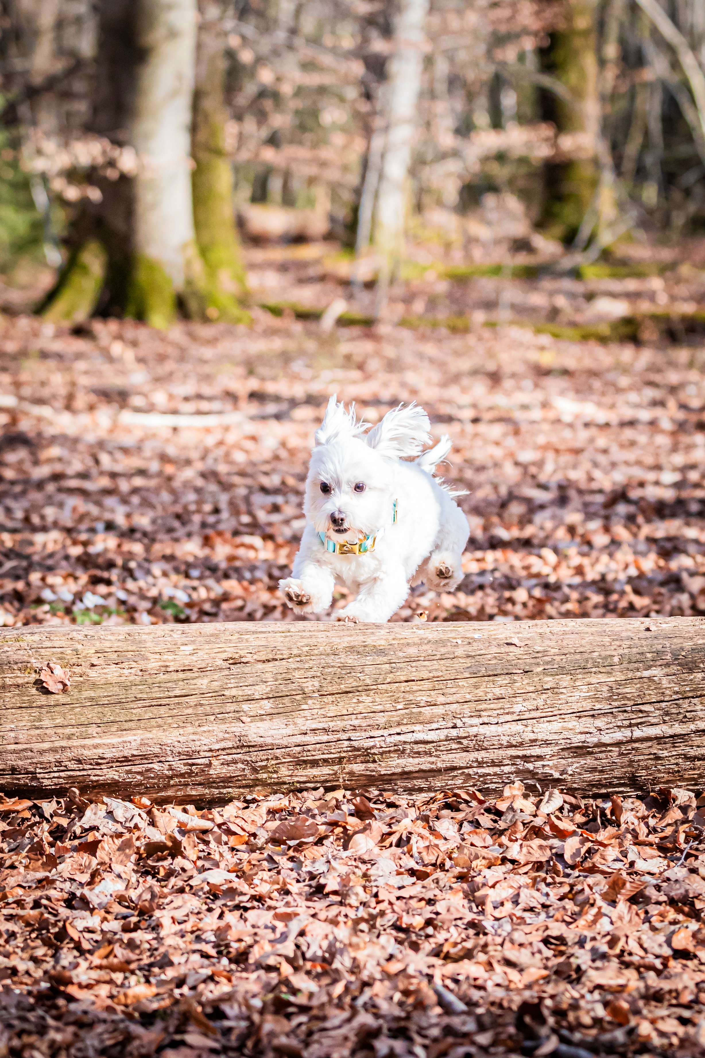 Engel auf vier Pfoten- Hilfe für Fabi und Ollie! campaign photo, 5 of 7