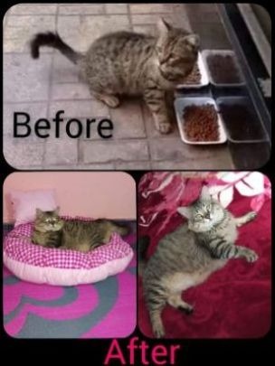 Urgent !Funds required for Perrys little animal shelter!!!! campaign photo, 7 of 8