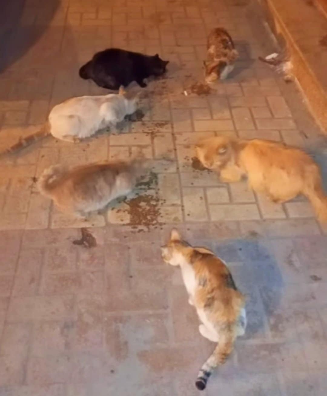 Urgent !Funds required for Perrys little animal shelter!!!! campaign photo, 2 of 8