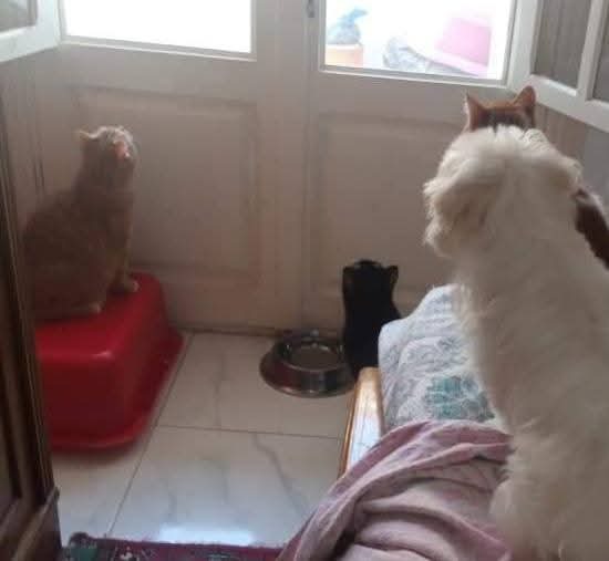 Urgent !Funds required for Perrys little animal shelter!!!! campaign photo, 4 of 8
