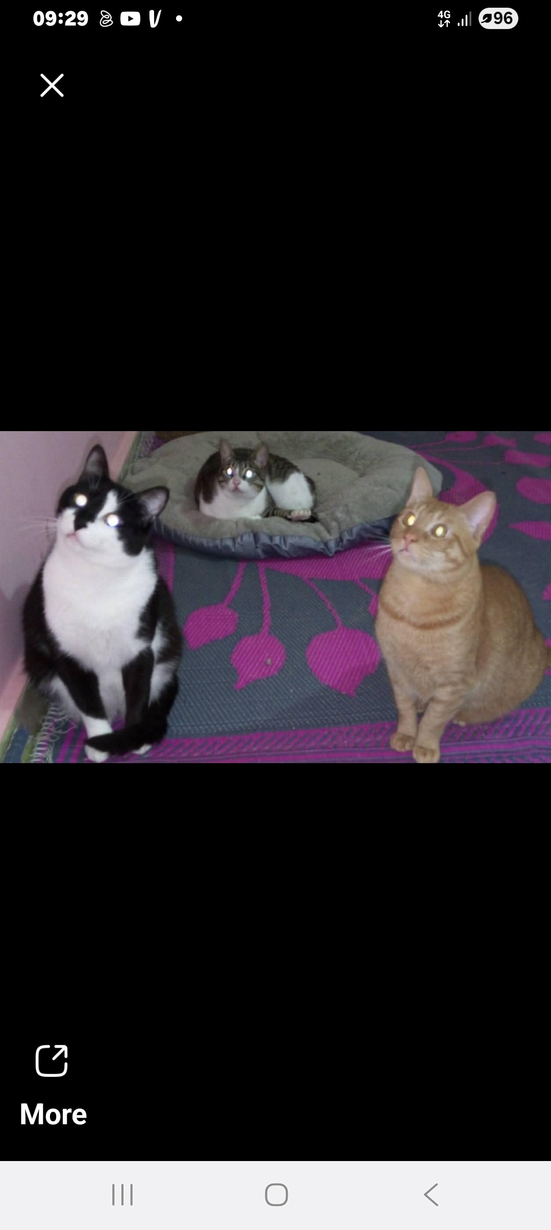 Urgent !Funds required for Perrys little animal shelter!!!! campaign photo, 6 of 8