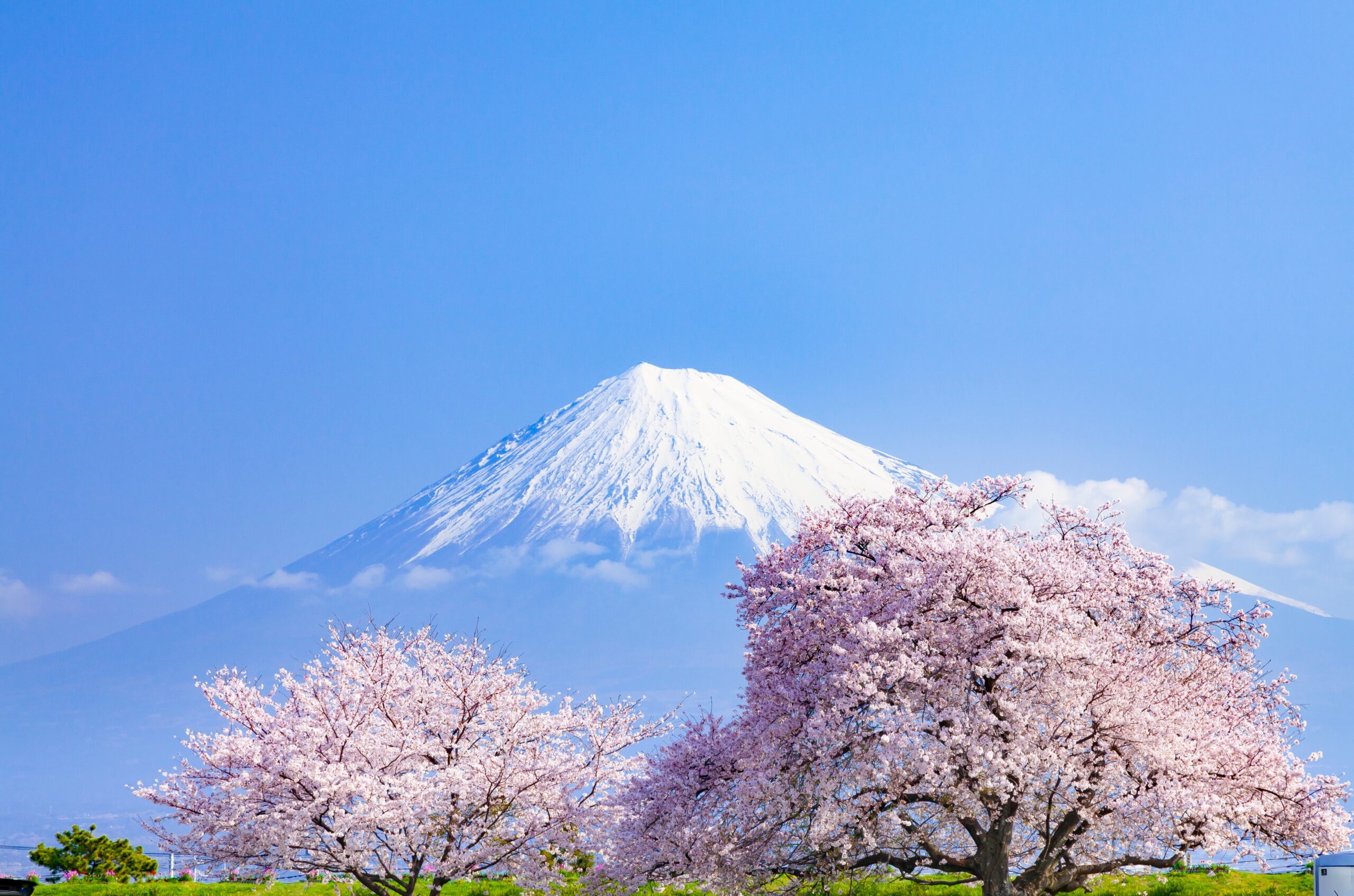 Support Isabella's Dream to Study in Japan campaign photo, 2 of 5