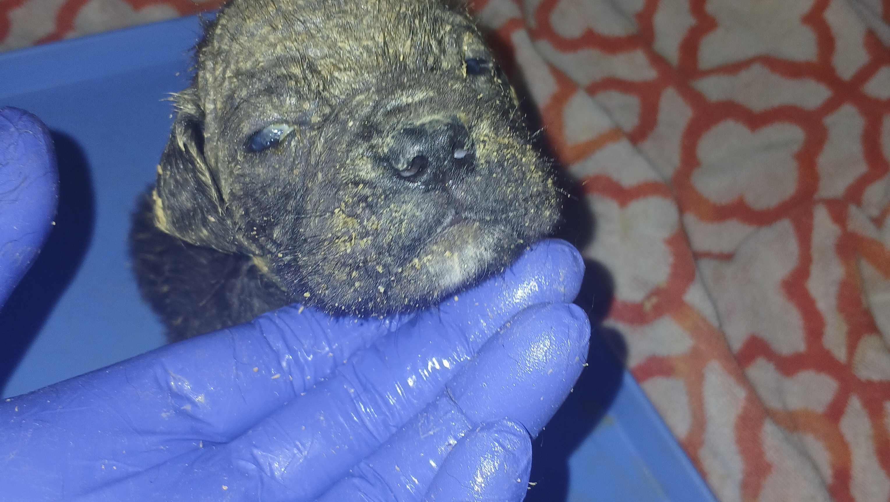 Donate to Heal Lanier's Cane Corso Litter photo