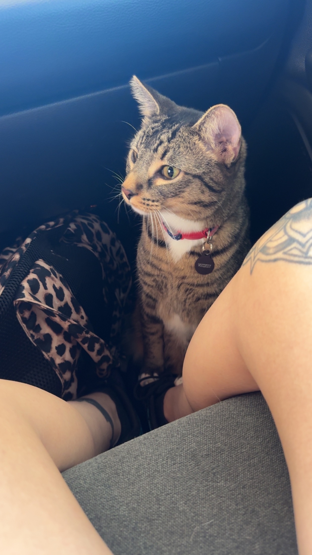 Donate to Save Whiskey's Leg and Joy campaign photo, 7 of 8