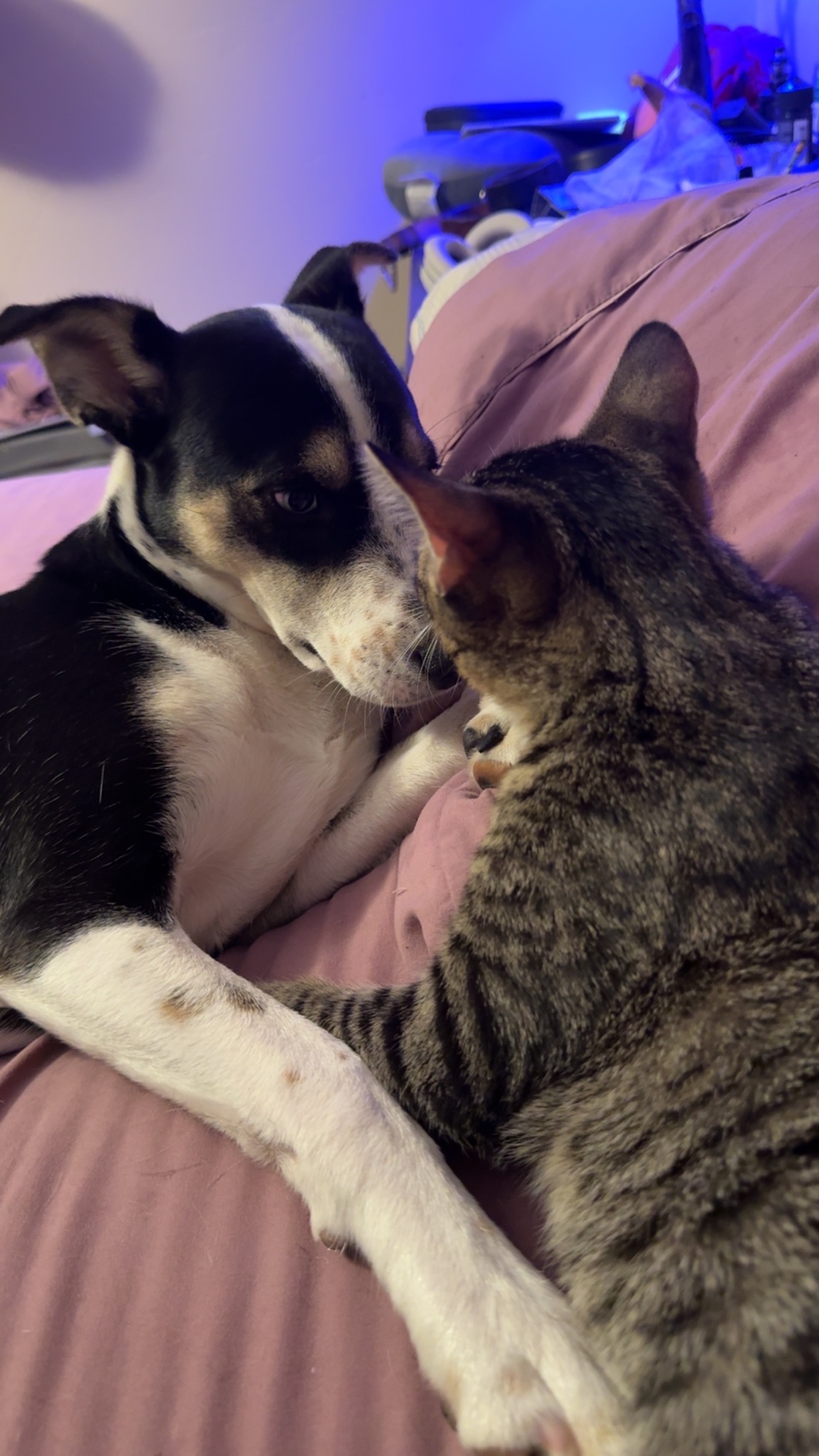 Donate to Save Whiskey's Leg and Joy campaign photo, 2 of 8