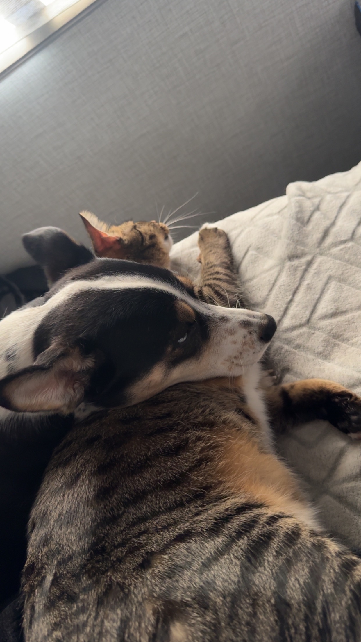 Donate to Save Whiskey's Leg and Joy campaign photo, 4 of 8