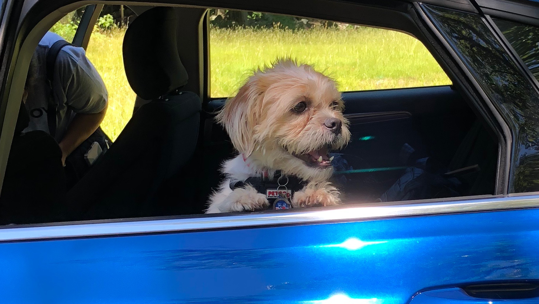 Donate to Heal a Loyal Friend photo