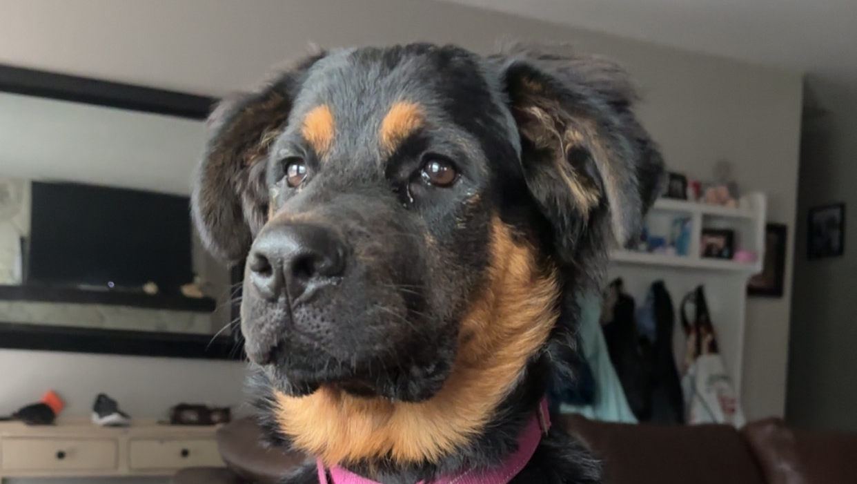 Save Heidi: Urgent Surgery Needed for Beloved Pup